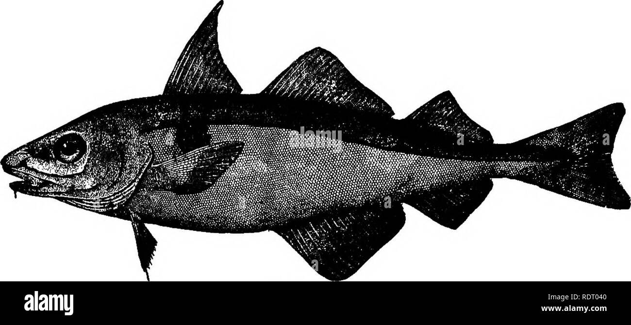 . Amerikanische Fische; eine populäre Abhandlung über das Spiel und das Essen Fische in Nordamerika, mit besonderer Bezugnahme auf die Gewohnheiten und die Methoden der Erfassung. Fische. Kabeljau, Seelachs, Schellfisch und Seehecht. 355 Der Alaska Pollock, PoUachius chalcogrammus (Pallas) J.&amp; G., somit ist von Prof. Jordan beschrieben: "Diese Arten als Pollack an diejenigen, die den atlantischen Arten gesehen haben bekannt ist. Es ist möglicherweise identisch mit der 'Beshow' der Makah Indianer, die "Kohle - Fisch" der englischen Siedler nach Norden, einer tiefen Wasser Fisch für seine reiche, fettes Fleisch festgestellt. Er erreicht eine Länge von etwa zwei Metern. Es reicht von Mont Stockfoto
