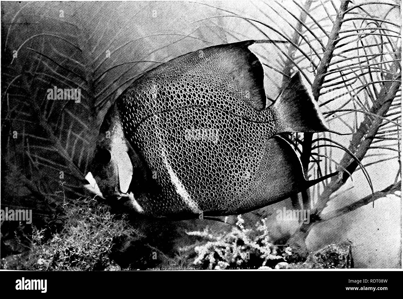 . Amerikanisches Essen und Spiel Fische: Ein beliebter Berücksichtigung aller Arten in Nordamerika nördlich des Äquators gefunden, mit Tasten für eine schnelle Identifizierung, Lebensgeschichten und die Methoden der Erfassung. Fische, Fische, Fische. Spaten - Fisch, Chalodiplerus fabcr. Junge. Schwarze Engel - Fisch, Pomnfaii // Joh 5 arcifi/" 5. Junge. Bitte beachten Sie, dass diese Bilder sind von der gescannten Seite Bilder, die digital für die Lesbarkeit verbessert haben mögen - Färbung und Aussehen dieser Abbildungen können nicht perfekt dem Original ähneln. extrahiert. Jordan, David Starr, 1851-1931; Evermann, Barton Warren, gemeinsamen Thema. Gard Stockfoto