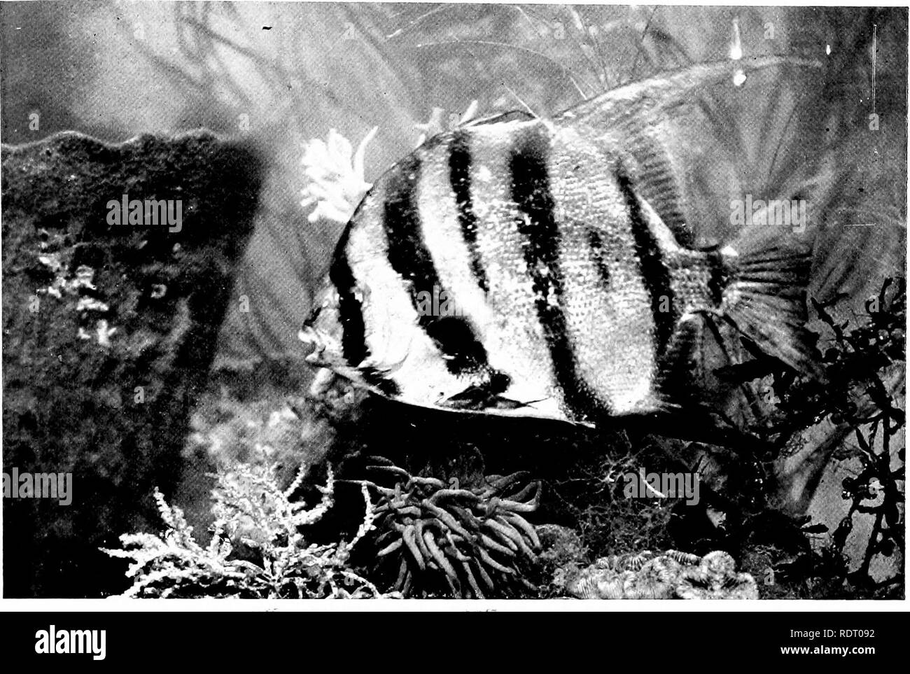 . Amerikanisches Essen und Spiel Fische: Ein beliebter Berücksichtigung aller Arten in Nordamerika nördlich des Äquators gefunden, mit Tasten für eine schnelle Identifizierung, Lebensgeschichten und die Methoden der Erfassung. Fische, Fische, Fische. Spaten - Fisch, Chalodiplerus fabcr. Junge. Bitte beachten Sie, dass diese Bilder sind von der gescannten Seite Bilder, die digital für die Lesbarkeit verbessert haben mögen - Färbung und Aussehen dieser Abbildungen können nicht perfekt dem Original ähneln. extrahiert. Jordan, David Starr, 1851-1931; Evermann, Barton Warren, gemeinsamen Thema. Garden City, N.Y.: Doubleday, Seite Stockfoto