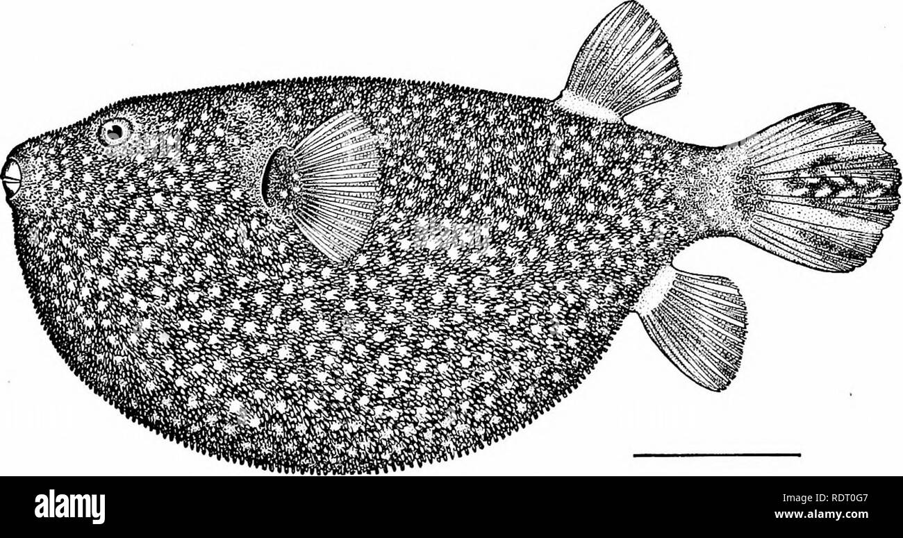 . Fische. Fische. Anpassungen der Fische 55 die Brenner getestet hat, ist sehr dürftig und bitter, mit einem de-cidedly offensive Geschmack. Es wird vermutet, wahrscheinlich mit Recht, der giftige ing. In der globefishes das Fleisch ist immer mehr oder weniger giftig, dass von Tetraodon hispidus, genannt muki-muki, oder Tod - Fisch, in Hawaii, wird als übermäßig so angeblich. Der poi-sonous Fische haben in letzter Zeit im Detail von Dr. Jacques Pellegrin, der das Museum d'Histoire Naturelle in Paris. Er zeigt, dass alle Arten von Fisch können unter Umständen giftig sein, dass unter bestimmten Bedingungen bestimmte s Stockfoto