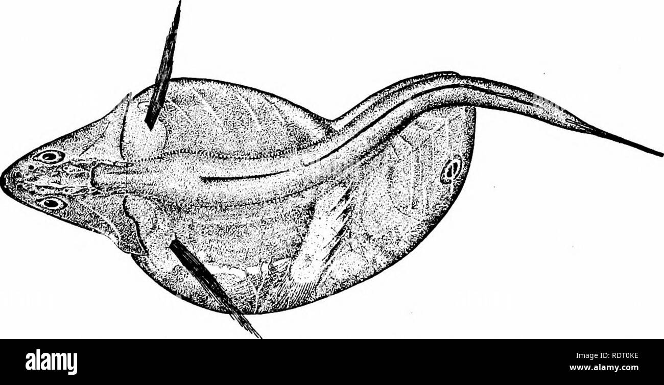 . Fische. Fische. 2 8 Die Dissektion der Fisch nicht homolog mit Abdominal- Poren. In den meisten anderen Knochenfischen die Hoden und Eierstöcke direkt in die Kanäle, die nach außen hin offen. Organe der Ernährung. - Die Organe so in die dissektion gezeigt, wir können jetzt im Detail untersuchen. Den Mund des Fisches ist das Organ oder eine Reihe von Strukturen, die erstmals in der Ernährung. Die Zähne sind Auswüchse aus der. Abb. 17.- Schwarz Swallower, Chmsmodon niger Johnson, mit einem Fisch grösser als sich. Le Bank haben. Haut, vor allem in der geänderten Papillen, die den Mund in seinen verschiedenen Funktionen von Seiz Stockfoto