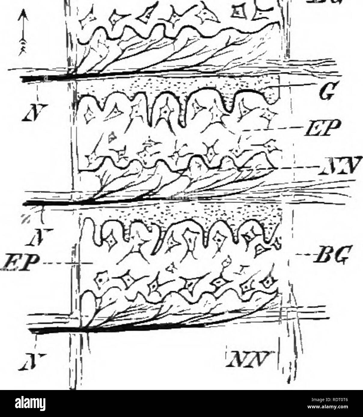 . Text Buch von Wirbeltieren, Zoologie. Wirbeltiere; Anatomie, Vergleichende. Il 6 MORPHOLOGIE DER ORGAXS von Wirbeltieren. V^J^ Jr^W^J^-^e. Die Entlastung der Orgel ist unter der Kontrolle des Willens, und variiert in der Stärke entsprechend der Größe der Orgel und ihre Kon-dition der Ermüdung: in der Torpedo und elektrische Aal ist es ausreichend, einen Mann unten zu klopfen, aber in die anderen es viel weniger in der Menge ist. Urogenitaltrakt Organe. Die Ausscheidungs- und ttie Repro-ductive Organe der Wirbeltiere sind so eng miteinander verbunden, dass es nicht möglich ist, sie separat zu behandeln. Die ausscheidungs Drüsen (nephridia) Stockfoto