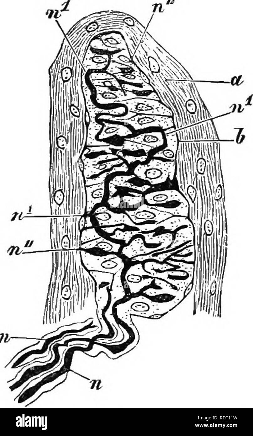. Text Buch von Wirbeltieren, Zoologie. Wirbeltiere; Anatomie, Vergleichende. Abb. 71. Pa-cinian Korpuskel. //, Achse der Zylinder der Nerv. Vögeln, zwei oder mehr Keks - geformte Zellen sind in einem Connec- tive Gewebe enthalten, während die Verbindung nen'e nicht mehr in Scheiben jeweils zwischen zwei Zellen abgeflacht. Ein komplizierter Typ ist in der blutkörperchen von Vater oder Pacini, - elliptische Strukturen aus Schichten von Zellen wie die Schichten einer Zwiebel, in deren Zentrum der Projekte die Achse Zylinder einer sensorischen Nerv gefunden. Unter der Rubrik der taktilen Cor-puscles Blutkörperchen (Wagners oder Meissner) Inc. Stockfoto