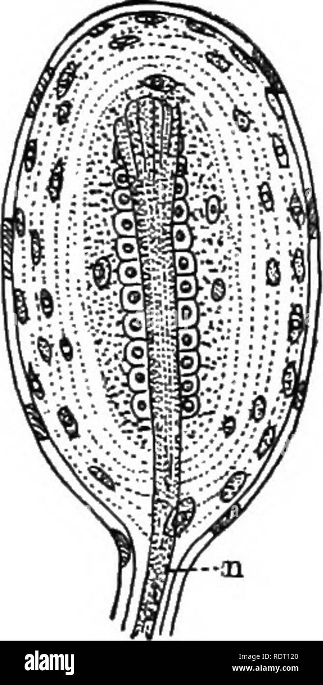 . Text Buch von Wirbeltieren, Zoologie. Wirbeltiere; Anatomie, Vergleichende. Abb. 70. Gran-trockenen Korpuskel, nach Bohm und Davidoff. k, Achse der Zylinder von Nervenzellen. Abb. 71. Pa-cinian Korpuskel. //, Achse der Zylinder der Nerv. Vögeln, zwei oder mehr Keks - geformte Zellen sind in einem Connec- tive Gewebe enthalten, während die Verbindung nen'e nicht mehr in Scheiben jeweils zwischen zwei Zellen abgeflacht. Ein komplizierter Typ ist in der blutkörperchen von Vater oder Pacini, - elliptische Strukturen aus Schichten von Zellen wie die Schichten einer Zwiebel, in deren Zentrum der Projekte die Achse Zylinder einer sensorischen Nerv gefunden. Stockfoto