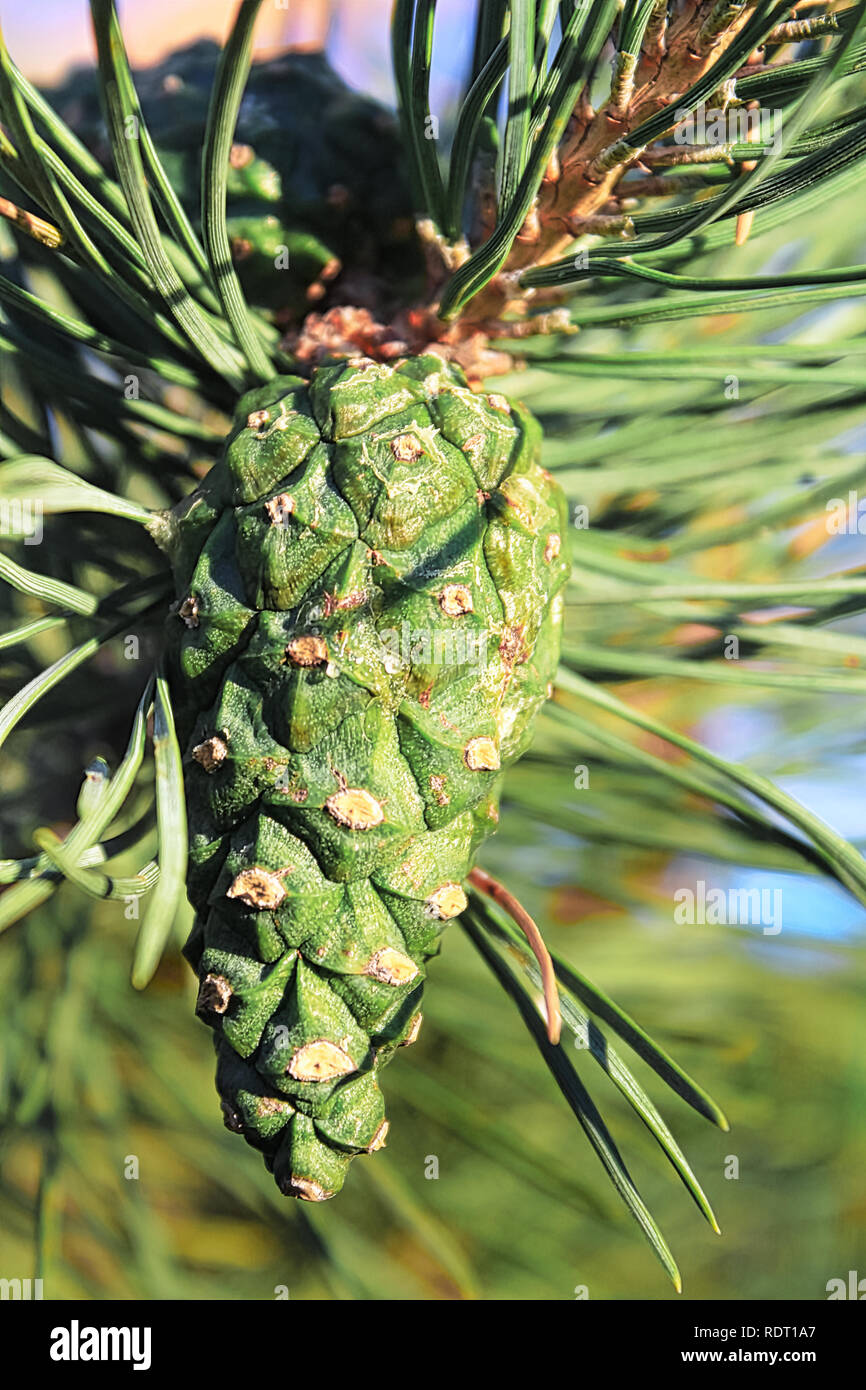 Detailansicht eines grünen Pine Cone im Sommer. Stockfoto
