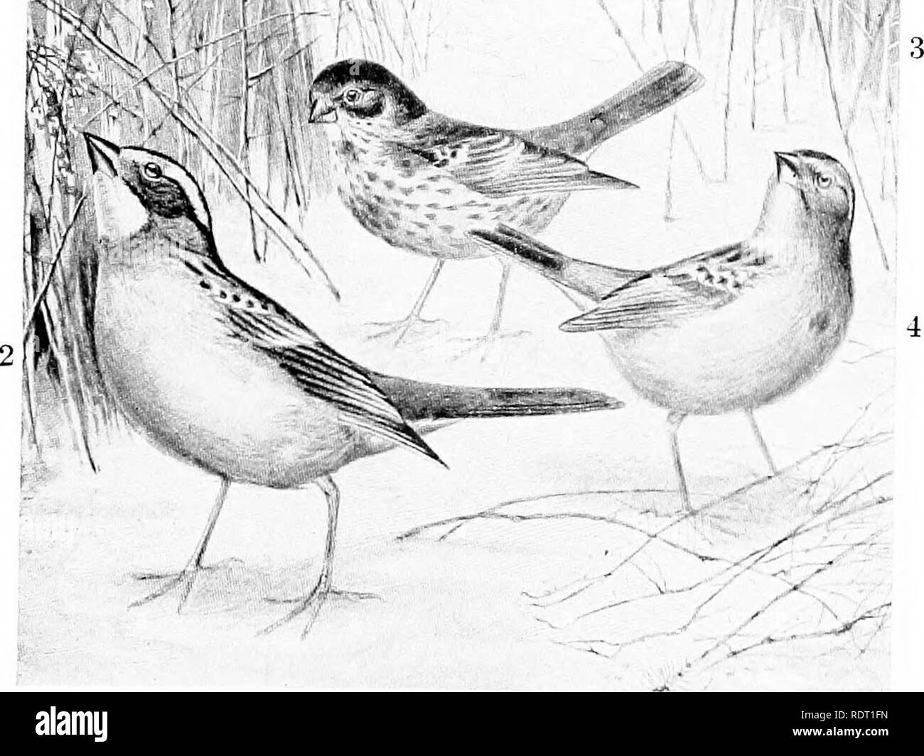 . Grundsätze des wirtschaftlichen zooÌ ¤. Zoologie, Wirtschaftliche. 1 â." Krank." V I, V Abb. 248. âFour gemeinsame Saatgut - zerstörende Spatzen: 1, Junco; 2, white-throated Sparrow; 3, Fox sparrow; 4, true Spatz. (Bulletin 17, Biologische feurvey, US, Abt. Landwirtschaft.). Bitte beachten Sie, dass diese Bilder sind von der gescannten Seite Bilder, die digital für die Lesbarkeit verbessert haben mögen - Färbung und Aussehen dieser Abbildungen können nicht perfekt dem Original ähneln. extrahiert. Daugherty, Lewis, Sylvester, 1857 -; Daugherty, L.S., Frau, 1859 -. Philadelphia, London, W. B. Saunders Stockfoto