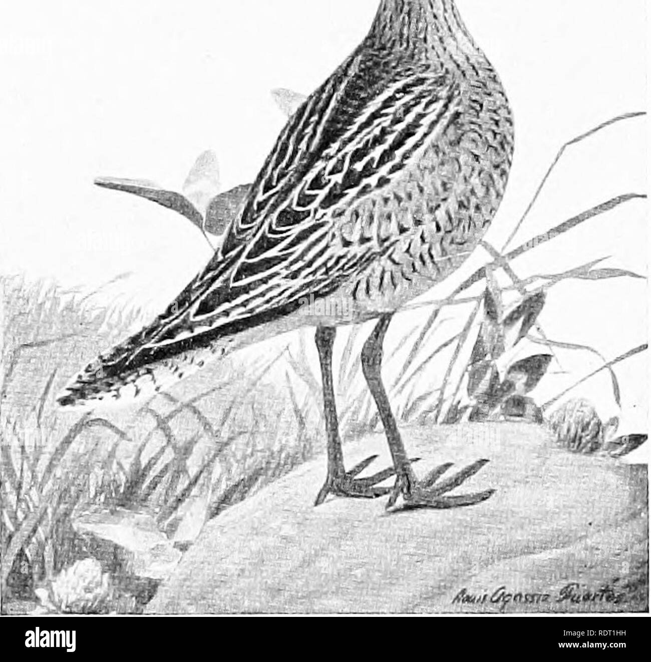 . Grundsätze des wirtschaftlichen Zoo?. Zoologie, Wirtschaftliche. Wasser Vögel 289 Um die VIII. Olae Paludic", wie der Name schon sagt, sind Sumpf - Vögel bewohnen. Der Kran ist einen famihar Beispiel. Das blässhuhn oder Schlamm-hen, ist reichlich in Reedy Sümpfe, in der Nähe von kleinen Bächen und flachen Seen. Es ist ein ausgezeichneter Schwimmer. Der Fuß ist SCALLOPED oder nur halb-webbed. Es ist Allesfresser. Die Schienen und Krane ähneln großen oder überwachsen Litnicolw. Die Jungen sind precocial. Diese Vögel in der Regel an der Oberfläche statt. Abb. 236.- eine wertvolle Vogelarten vom Aussterben bedroht - Feld plover. (Jahr-Buch, US Abt. der landwirtschaftliche Erzeug Stockfoto