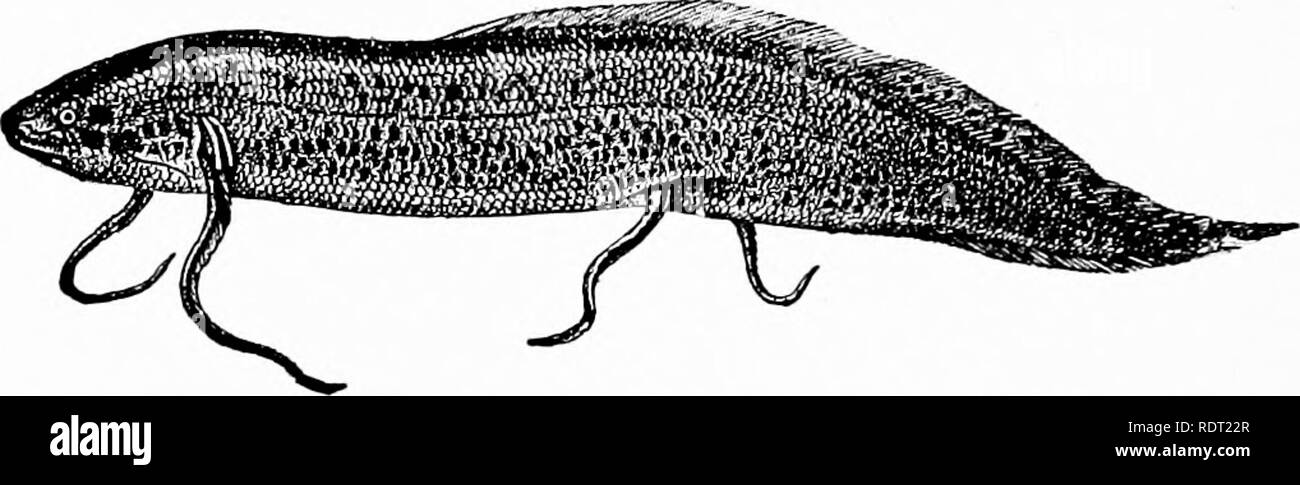 . Grundsätze des wirtschaftlichen Zoo?. Zoologie, Wirtschaftliche. 208 FILIALE CHORDATA SUB-KLASSE III. DIP-NOI Die "lunge Fische" sind snake-wie-oder Aal - wie (Abb. 168), und tragen kleine, weiche, zykloide Skalen, kleine gepaart flossen, und eine diphycer -. Abb. 168.- lungen Fisch (terus annecteris Proiop'). (Boas.) Jl  ein "SS - 5^. Bitte beachten Sie, dass diese Bilder sind von der gescannten Seite Bilder, die digital für die Lesbarkeit verbessert haben mögen - Färbung und Aussehen dieser Abbildungen können nicht perfekt dem Original ähneln. extrahiert. Daugherty, Lewis, Sylvester, 1857 -; Daugherty, L.S., Frau, 1859 -. Ph Stockfoto