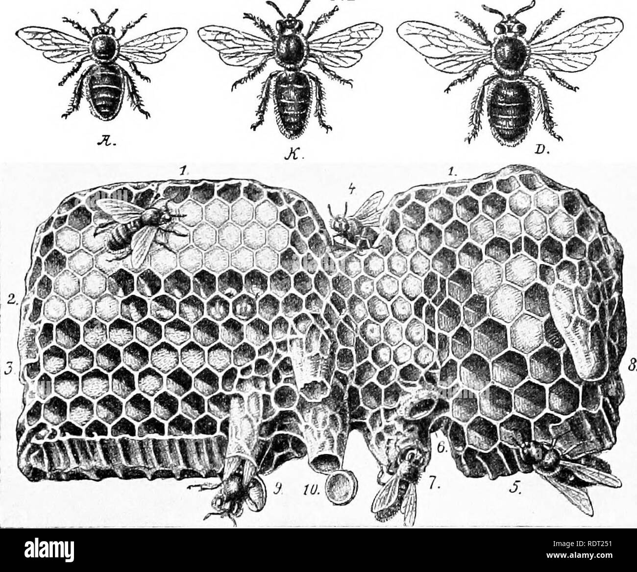 . Grundsätze des wirtschaftlichen Zoo?. Zoologie, Wirtschaftliche. HYMENOPTER." l 185 Domen und durch das Fehlen von Wachs Platten, Planta, und Pollen Körbe. Die Königin ist aus einer befruchteten Eizelle in einem großen zylindrisch, vertikale Zelle (Abb. geschlüpft. 149, 6-10), und die Fed fast vollständig auf Biene-Gelee vom Pflegepersonal Arbeiter Wiedergekäut. Hier ist zumindest ein starkes Beispiel für den Einfluss der Umwelt während der Entwicklung, denn es hat sich gezeigt, dass es keinen Unterschied zwischen den Ei, aus dem die Königin entwickelt wird und die, die in der Arbeiter entwickelt wird. Theworkers (Abb. 149, A), die die Bienen, die wir häufig Stockfoto