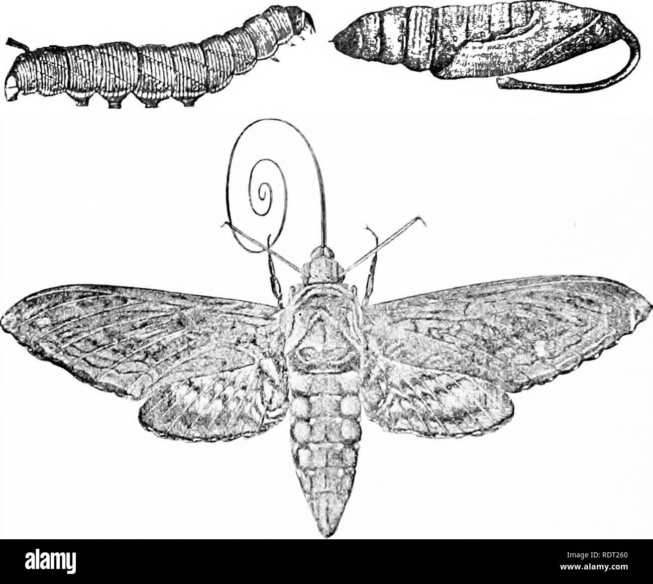 . Grundsätze des wirtschaftlichen Zoo?. Zoologie, Wirtschaftliche. 170 FILIALE ARTHROPODA Thp Staat kämpfte sie in jeder möglichen Weise, mit Hunderten von Männern m spritzen, trunk-Bänder und Ei-sammeln. Aus LS "JU 1900 - Massa chusetts verbrachte mehr als eine Million Dollar in diese Motte in prüfen. Die hawk Motten (Sphin' gida), sphynx Motten (Abb. 141), oder hummmg - Vogel Motten haben eine stout, spindelförmige Körper und lange, schmale, überschreiten zunehmend starken Flügeln. Die saugen" NG-Sonde ist sehr lang, manchmal doppelt so lang wie der Körper. "Wenn nicht in Gebrauch ist, wird sie unter dem Kopf wie eine Uhr Spiralkabel - Frühling. Ihre r Stockfoto