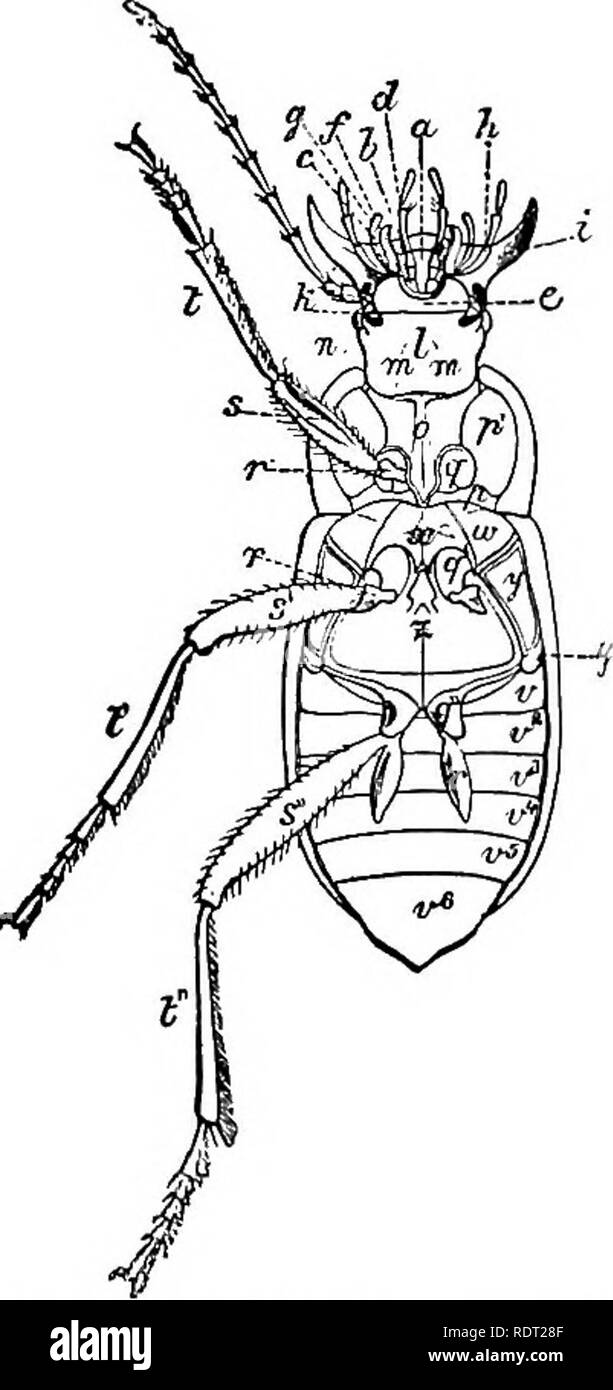 . Grundsätze des wirtschaftlichen Zoo?. Zoologie, Wirtschaftliche. COLEOPTERA 149 ganz starr und in einer Zeile auf der Rückseite entsprechen, bilden einen slieath Die membranöse hinteren Flügel, die Falte unter den Vorderflügeln oder flügeldecken bei inclose. Der Körper ist in der Regel kompakt. Die unter der Oberfläche des Abdomens ist hart, aber der oberen Fläche unter den Flügeldecken ist weich und nachgiebig, so dass die Atmung. Abb. 119.- Unter der Oberfläche von Har'palus caligin' Osus: a, Ligula; h, para-Glossa; c, unterstützt von labialen Palpen; d, Labial palpus; e, mentum;/, innere Ohrläppchen maxilla; g, äußere Nocke der Maxilla; h, maxillar Stockfoto