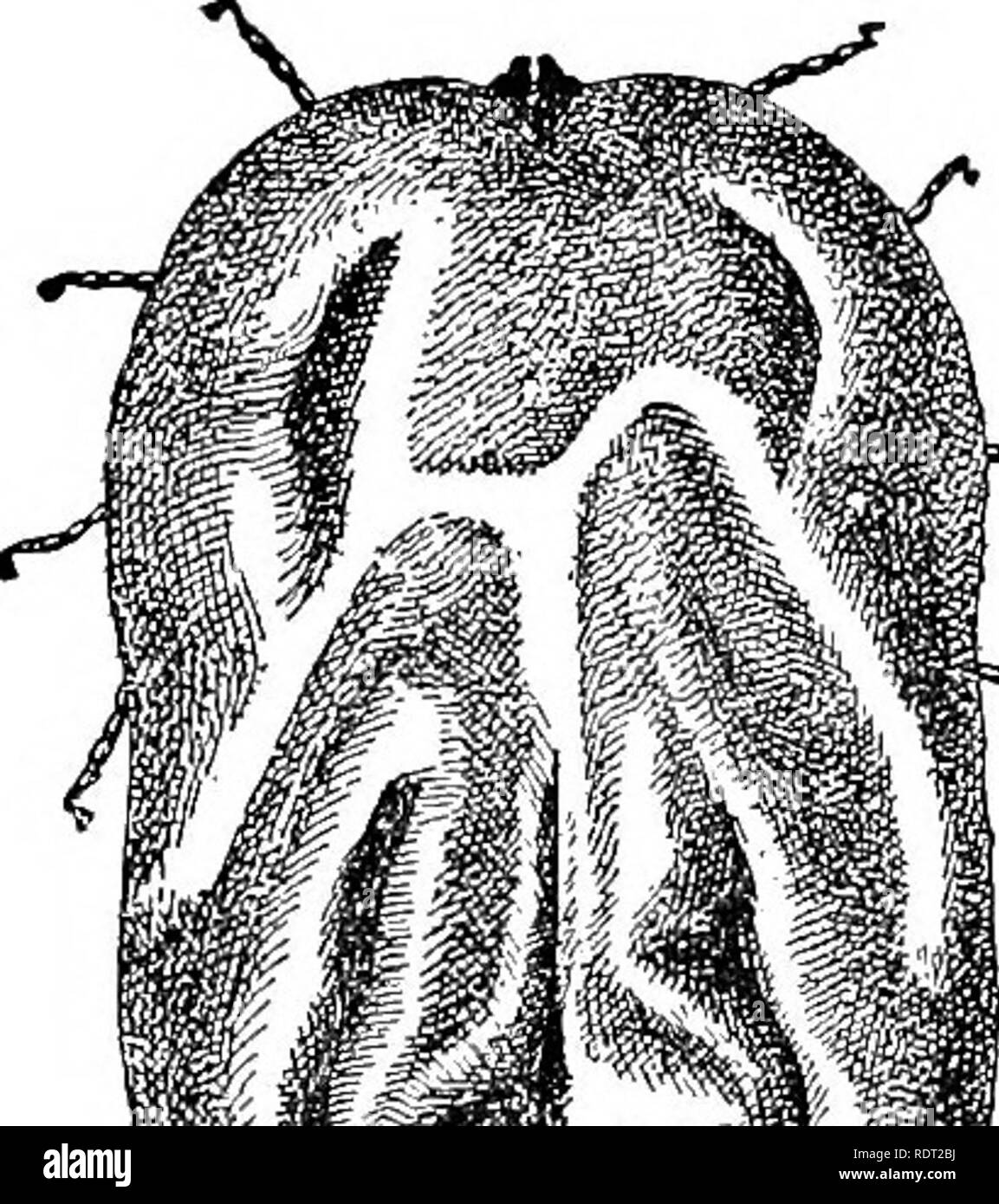 . Grundsätze des wirtschaftlichen Zoo?. Zoologie, Wirtschaftliche. Abb. 80. - Das Huhn Milbe {Dermanys des us-Galli' Nm): Ein, Erwachsene; b, tarsus; c, Mund Teile; d und e, jung. Alle wesentlich vergrößert. (Osborn, US Bu-reau von Ent., 1907).. '4 i^-') I. Bitte beachten Sie, dass diese Bilder sind von der gescannten Seite Bilder, die digital für die Lesbarkeit verbessert haben mögen - Färbung und Aussehen dieser Abbildungen können nicht perfekt dem Original ähneln. extrahiert. Daugherty, Lewis, Sylvester, 1857 -; Daugherty, L.S., Frau, 1859 -. Philadelphia, London, W. B. Saunders Stockfoto