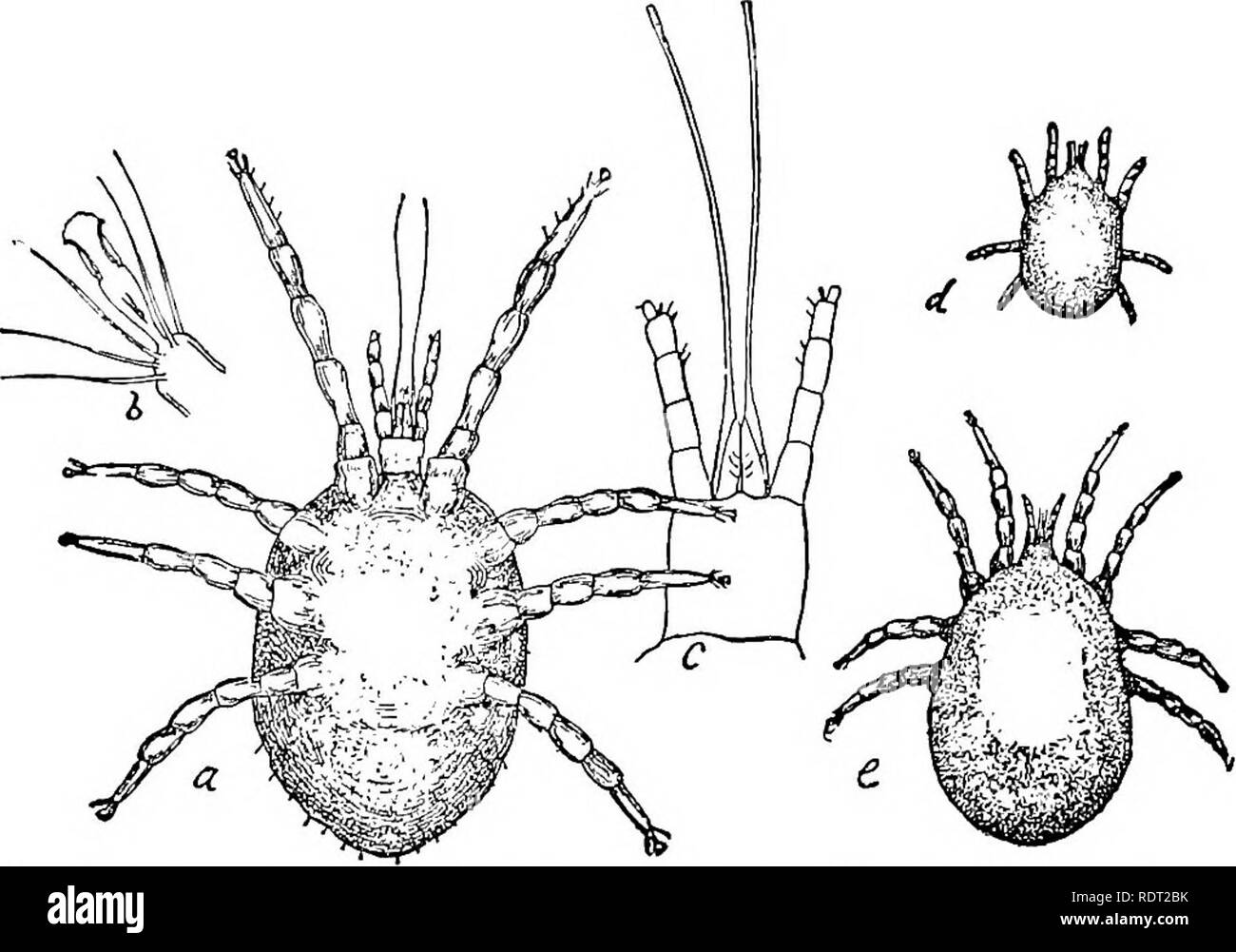 . Grundsätze des wirtschaftlichen Zoo?. Zoologie, Wirtschaftliche. Spinnen 109 Der Mund Teile sind mehr oder weniger United ein Schnabel zu bilden. Der gemeinsame Rote Vogelmilbe suclcs die Säfte des Hauses Pflanzen, die es. Abb. 80. - Das Huhn Milbe {Dermanys des us-Galli' Nm): Ein, Erwachsene; b, tarsus; c, Mund Teile; d und e, jung. Alle wesentlich vergrößert. (Osborn, US Bu-reau von Ent., 1907).. Bitte beachten Sie, dass diese Bilder sind von der gescannten Seite Bilder, die digital für die Lesbarkeit verbessert haben mögen - Färbung und Aussehen dieser Abbildungen können nicht perfekt dem Original ähneln. extrahiert. Daugherty, Lewis Sylves Stockfoto