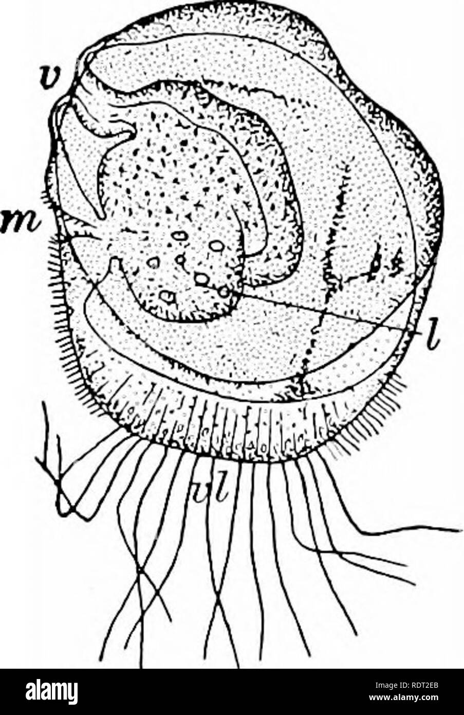 . Grundsätze des wirtschaftlichen Zoo?. Zoologie, Wirtschaftliche. PELECYPODA 77. Austern im Überfluss in ruhigen, flachen Buchten von der atlantischen Küste südlich von Cape Cod, und der Golf von Mexiko. Wir haben die besten Austern der Welt.' Unsere umfangreichste Oyster-Betten sind auf der Chesapeake Bay, in Baltimore, wo Sie erstrecken sich auf 3000 Hektar und versorgen Millionen Bushel jährlich. Ein'e nicht nur die Märkte unserer eigenen großen Städten, aber in grossen Mengen auf dem britischen Markt zu schicken. Austern sind auch an der pazifischen Küste gefunden, die auf die Küsten Europas, Australiens und Japans. Die jakobsmuscheln {Pecten) hat eine fast Runde, Stockfoto