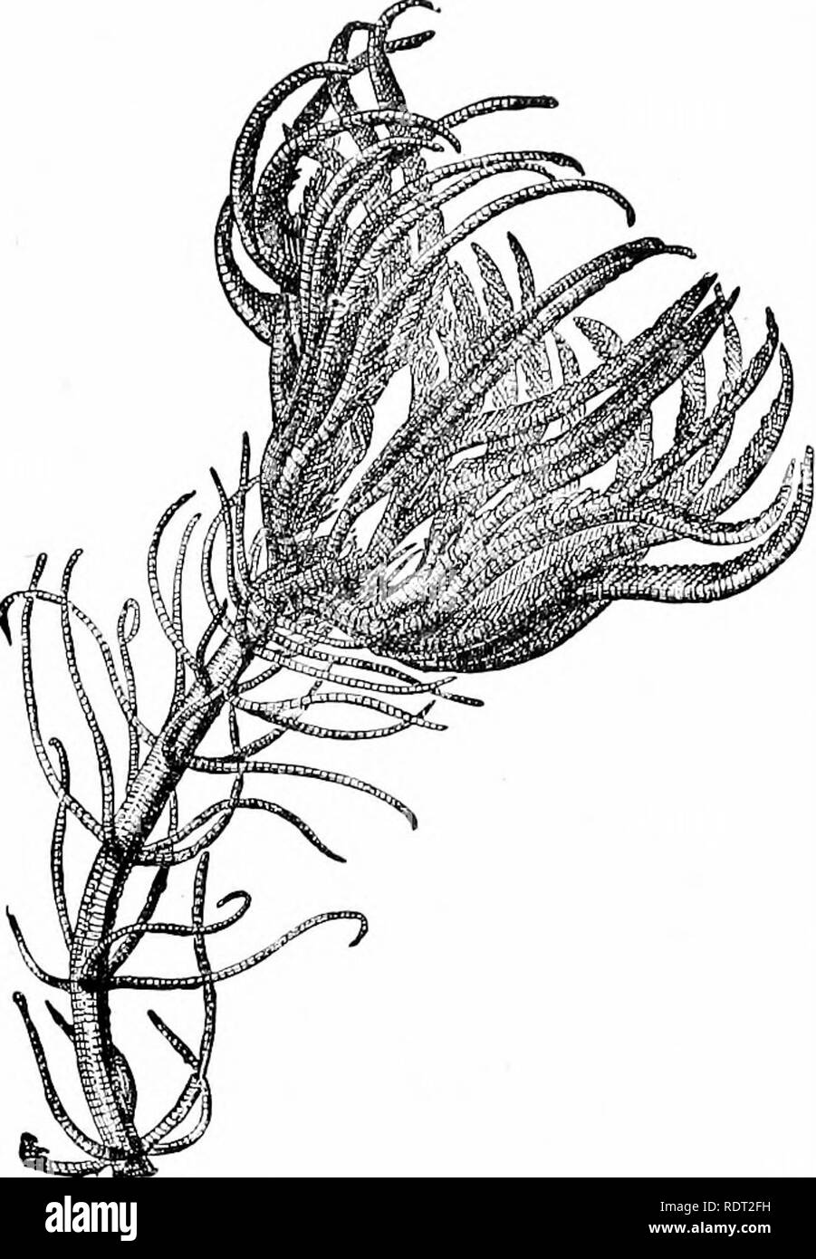 . Grundsätze des wirtschaftlichen Zoo?. Zoologie, Wirtschaftliche. CRINOIDEA 63. Abb. 48.- Crinoid (Pentac' rinus), halber natürlicher Größe. (Brehm.). Bitte beachten Sie, dass diese Bilder sind von der gescannten Seite Bilder, die digital für die Lesbarkeit verbessert haben mögen - Färbung und Aussehen dieser Abbildungen können nicht perfekt dem Original ähneln. extrahiert. Daugherty, Lewis, Sylvester, 1857 -; Daugherty, L.S., Frau, 1859 -. Philadelphia, London, W. B. Saunders Stockfoto