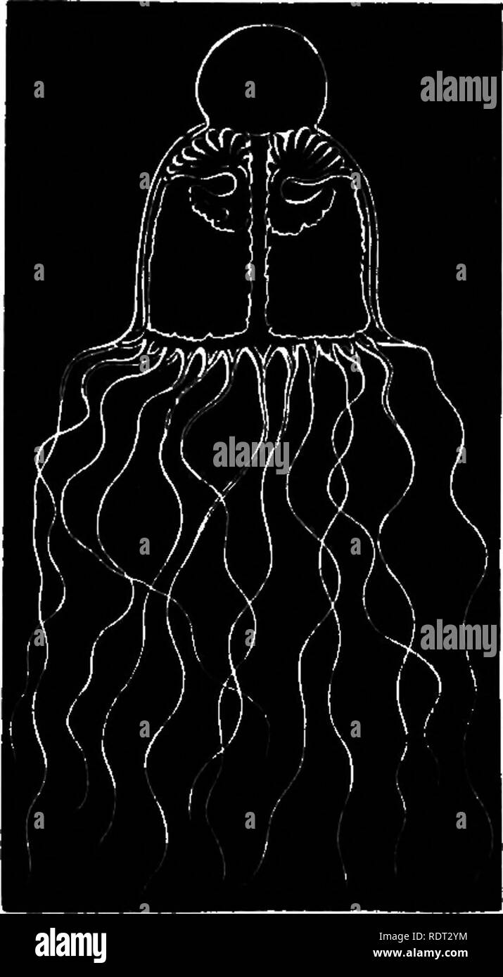 . Seaside Studium der Naturgeschichte. Meerestiere. SARSIA. 69 Abb. 91. boscis, hängen von der unter der Oberfläche der Festplatte auf einer "Abstand unterhalb der Marge. Die vier Tentakeln sind von einer immensen Länge im Vergleich zu der Größe des Tieres. Als eine allgemeine Sache, die tentakel sind weniger zahlreich in der Tubularian Medusae als in denen aus anderen Hydroiden; sie wollen auch die einzigartige Kalkstein Konkretionen an der Basis der Fühler in der Campanularian Medu-Sae gefunden. In Abb. 91 Wir eine Der Tubularian Medusae {Twrris veaicaria A. AG haben.) Mit einem etwas größeren Stockfoto