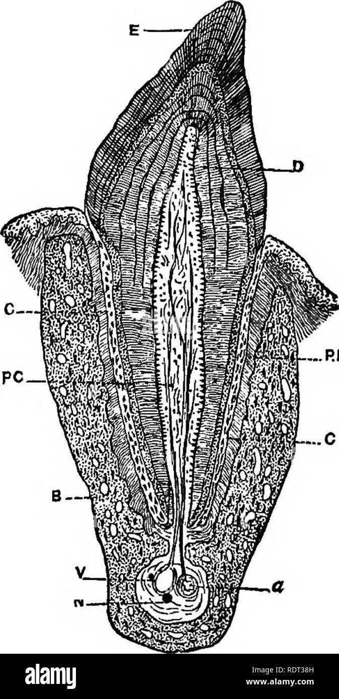 . Die Tiere und Menschen; eine elementare Lehrbuch der Zoologie und der menschlichen Physiologie. Zoologie; Physiologie. 3 o 6 DIE TIERE UND MENSCHEN hart wie Knochen, nicht aber eine gehärtete Epithelgewebe. Der Teil oberhalb des Gum ist die Krone und ist nur ein Teil der ganzen Zahn. Unter dem Zahnfleisch sind der Hals und Wurzeln. Die Wurzeln sind in die Buchsen in den Kiefer eingesetzt. Die in-cisors und Fangzähne haben nur eine Wurzel, die PRÄMOLAREN haben in der Regel zwei Wurzeln und die mo-Lars haben von zwei auf fünf. Wenn ein Zahn längs geschnitten ist wie in der Abbildung gezeigt, gibt es eine zentrale Kammer, oder piilp Kammer mit Blut - Behälter gefüllt ausgesetzt Stockfoto