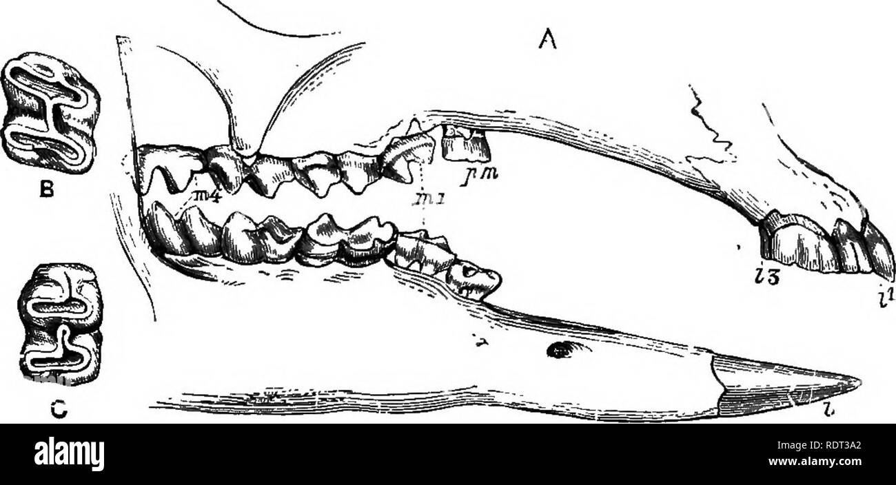 . Eine Einführung in das Studium der Zoologie. Zoologie. VERTEBRATA. 2 S 9 Sie vor allem live auf; diese werden durch eine abwechselnde Anordnung der Stoffe, die Kom - die Krone eines Zahnes stellen gebildet, die polierte außerhalb Sub-Haltung, Schmelz, Dentin und Zement. Die Fangzähne sind häufig abwesend ist, und ob sie nicht vorhanden sind oder nicht, es gibt eine große Lücke zwischen den Schneidezähnen und Prämolaren. Die beuteltier herbivora ähneln die wahre herbivora in Anwesenheit dieser Lücke, sowie im Besitz der gezahnte Molaren (Abbn. 110, 111, 117). Viele Wiederkäuer, Schafe und Kühe zum Beispiel, haben keine Stockfoto