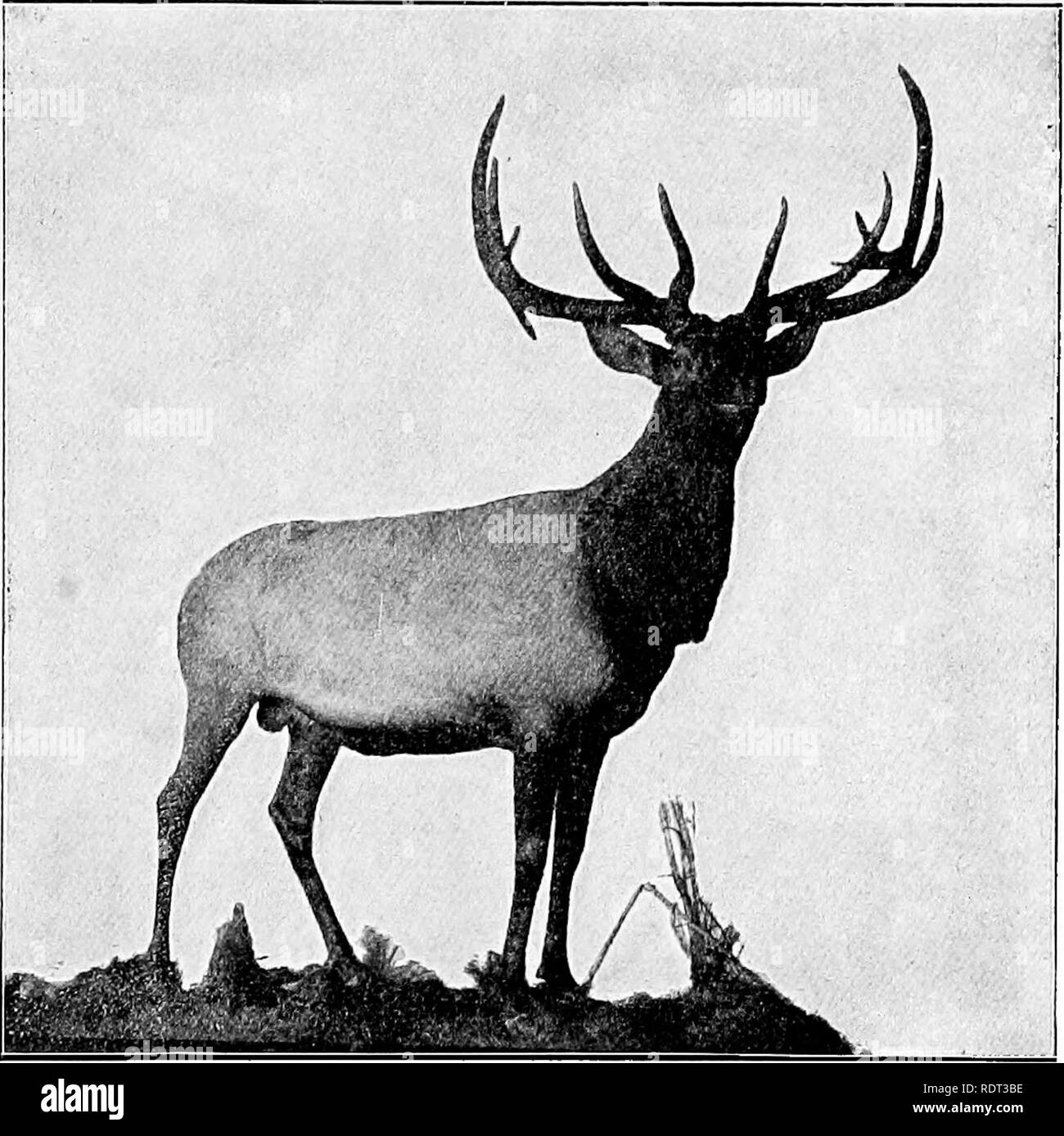 . Die Tiere und Menschen; eine elementare Lehrbuch der Zoologie und der menschlichen Physiologie. Zoologie; Physiologie. Die Wirbeltiere: Säugetiere 251, und schluckt es wieder, aber in einem anderen Magen-Kammer. Von diesem wird es durch die beiden anderen in den Darm. Der Hirsch Familie (Cervidse) umfasst die vertraut - Vir ginia oder Rotwild {Odocoileus americanus) der Östlichen. Abb. 130. Männliche Elch, Wapiti, Cervus canadensis. (Foto einer Probe montiert durch L.L. Dyche.) und zentralen Staaten und der Seeadler, black-tailed und maultier Hirsche des Westens, das grosse - geweihtragende Elch oder wapiti (Cervus canadensis Stockfoto