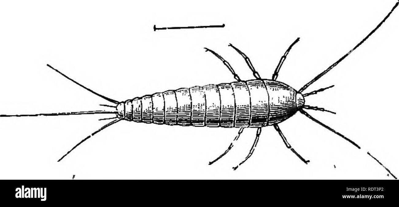 . Eine Einführung in das Studium der Zoologie. Zoologie. ARTHROPODA. mit Meerblick 7 waterj eine Zuflucht vor, das ich 'es in Dutzenden gedreht haben. Es hat drei Seten ^ auf dem Schwanz, und zwei lange Antennen auf dem Kopf, und diese sind, rückwirkend, fast so lang wie die Insekten, so dass Sie. Abb. 57. âLepisma 8 aa&lt; iha. Yifiaj vergrößert. scheint einer der zerbrechlichen Geschöpf seiner langen Sprüngen zu riskieren. Die Thysanura sind sehr einfache Formen; einige haben keine Tracheae auf allen, und diese, falls vorhanden, sind vergleichsweise wenig verzweigt. Entwickeln Sie direkt aus dem Ei. Die Orthoptera, die zwei Paar Flügel, die in der Regel ungleich, und Stockfoto