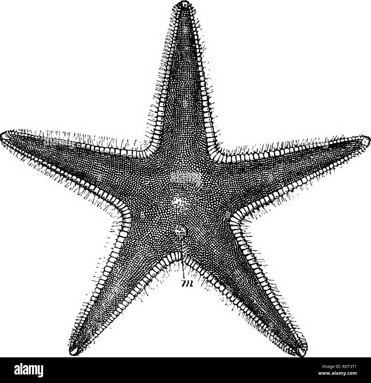 . Eine Einführung in das Studium der Zoologie. Zoologie. 1^2 EINE EINFÜHRUNG IN DIE ZOOLOGIE. festgesetzt wird, und der äußere Teil verloren, Einstellung der Freien crinoid j dieses ist jedoch nur für eine bestimmte Zeit fest, die erwachsene Form in der Lage sein, über eine langsame Art und Weise zu bewegen, durch die Bewegung seiner Arme. Die Seesterne, oder Asteroidea, haben eine sternförmige Körper, in der Regel mit fünf Strahlen, aber manchmal mehr.. Abb. 43.- ein Seestern,^ stropccieit i i-r "Gula rts (reduziert): m, madreporiform Tuberkel, die Marken der Mitte des bivium, nämlich die beiden Raya auf jeder Seite. Die drei restlichen Strahlen bilden die TRIVIUM. Von den Spuren der Stockfoto