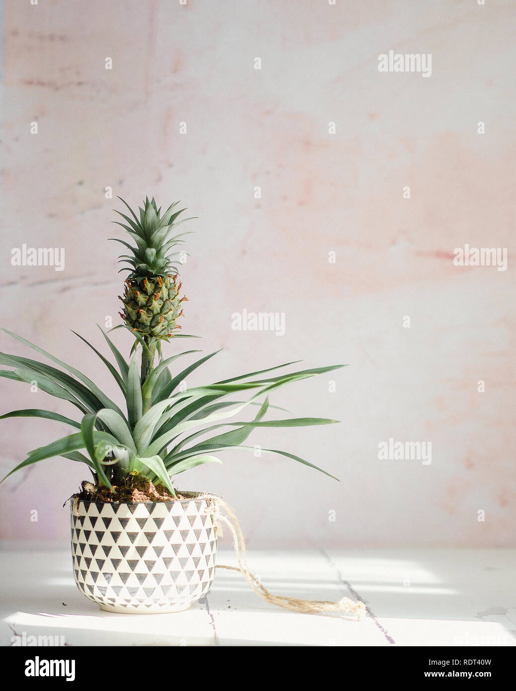 Dekorative Ananaspflanze, auch als bromelie bekannt, in einer Pflanzmaschine mit einem schwarzen und weißen geometrischen Muster. Auf weißem Holz vor einem rosa Hintergrund. Stockfoto