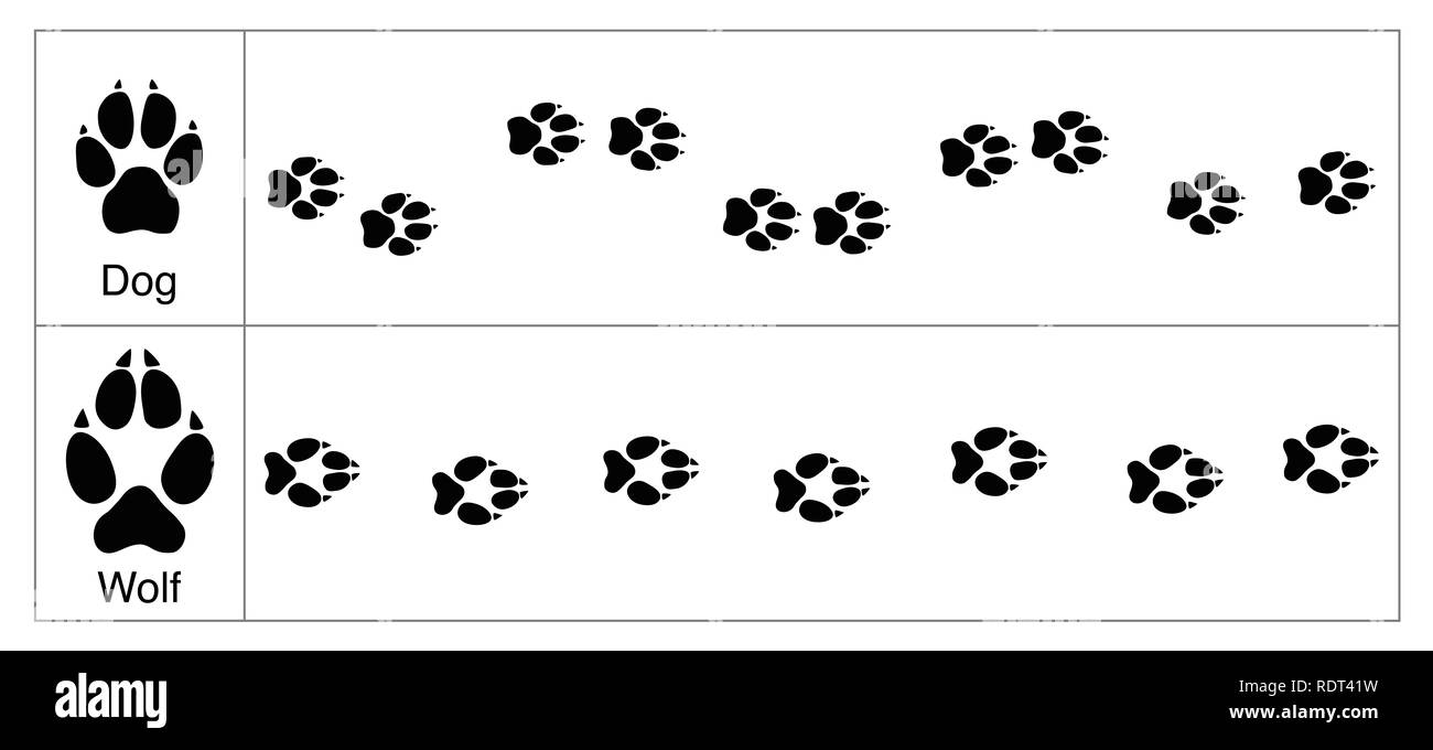 Wolf und Hund Titel durch Vergleich. Runde und kleinere Spuren von Hunden und ovale Größere der Wölfe - Abbildung auf weißen Hintergrund. Stockfoto