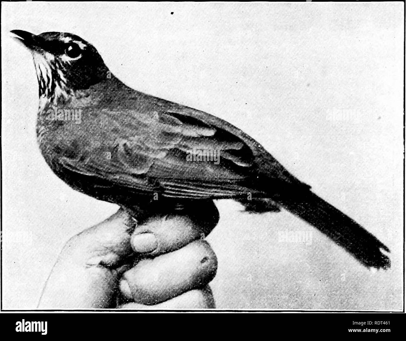 . Ersten Unterricht in der Zoologie. Zoologie. Vögel 23 s in der Regel Tod für den Vogel. Vor kurzem haben mehrere Vogel - Tasten, zu versuchen, es kön- Arten zu bestimmen, die niemand, jedenfalls veröffentlicht wurden, durch die Prüfung der lebendigen Vogel in den Bäumen durch eine Oper - Glas, oder oft mit bloßem Auge. Chap-man's "Bird-Life" ist ein Beispiel für die bessere Art diese Bücher. Von diesem im folgenden zitiert:. Abb. 192. - Western Robin, Mcriila uiigratoria propinqua. (Foto aus dem Leben von Eliz. und Jos. Grinnell.) "Wir kommen jetzt zu der praktischen Frage, ich Stockfoto