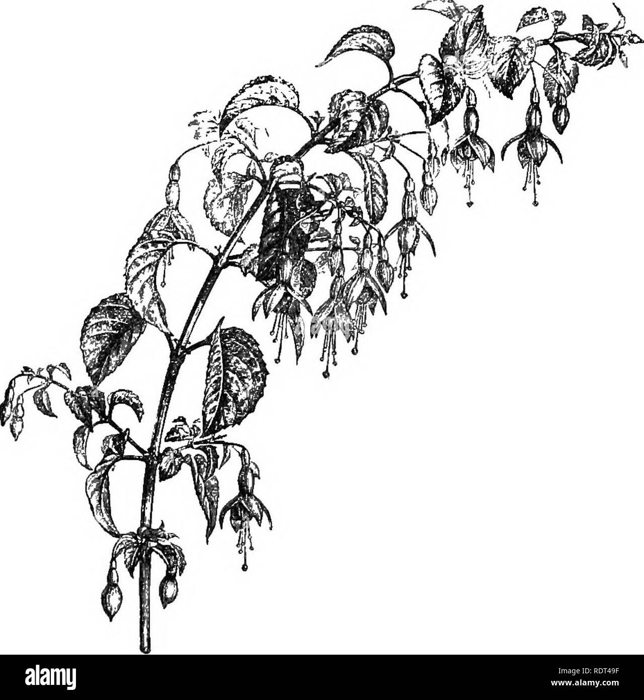 . Handbuch der Hardy Bäumen, Sträuchern und krautigen Pflanzen... Auf der Grundlage der Französischen Arbeit der Firma Decaisne und Naudin... mit dem Titel 'Manuel de l'amateur des Jardins", und darunter das original Holzschnitten von Riocreux und Leblanc. Pflanzen, Zierpflanzen. 202 Onagrarica - Fiuhsia. Sorten, und eine der üppigsten blühende Pflanzen. Im Süden und Westen es erreicht eine Größe gegen eine Wand, und ist ausreichend. Abb. 109. Fuchsia Nana. (Jr Nat. Größe.) Hardy unsere Winter in einer solchen Position zu widerstehen. Dies hat rote gerade Kelchblätter und eine violette Blütenkrone. F. conica, Ausbleichen, etc., sind in der Nähe von Verbündeten. 7. LOPEZIA Stockfoto