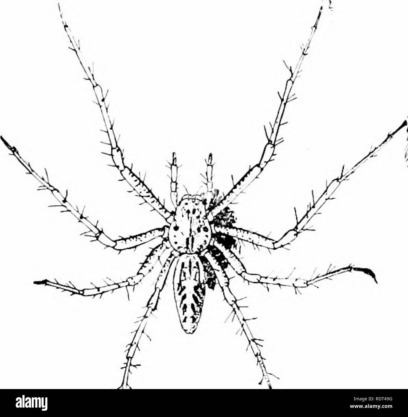 . Ersten Unterricht in der Zoologie. Zoologie. 194 ersten Lektionen in der Zoologie Verfolgern, unter Steinen lauern, der Grimmige-eyed httle Schwarz und Rot Fellows versteckt sich auf der Rinde von Bäumen, und die daintil) farbige Krabben - wie ruhig liegen in Blume - Tassen, gehören zu den nicht-web-weberei Gruppe. Wir werden. Her. 152.- eine Web-weben Spider. (Natürliche Größe; vom Leben.) zuerst die der zweiten Gruppe, der wir die Jagd - Spinnen nennen können. Unter Steinen oder Lauern in der Hälfte - Verheimlichung anderswo im Ma) "readil werden)' gefunden bestimmte schwärzlich, ziemlich haarig, Spinnen, stärkste Bevölkerungszuwachs) - Groß (Abb. 153). Th Stockfoto
