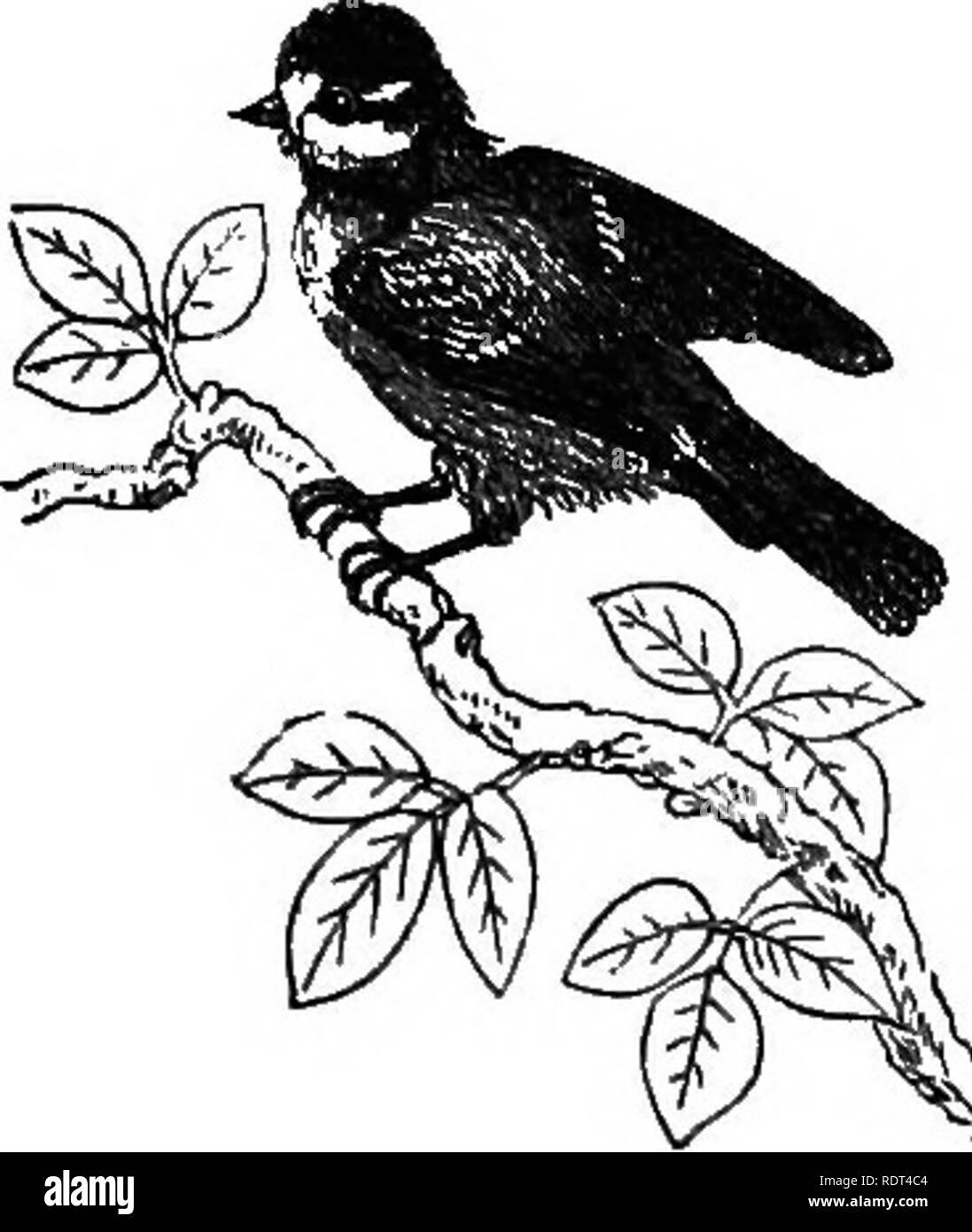 . Mein Garten, seinen Plan und Kultur zusammen mit einer allgemeinen Beschreibung der Geologie, Botanik und Naturgeschichte. Im Garten arbeiten. Die Vögel. {Bachstelze Motacilla Boaruld) und Ray's {Bachstelze Motacilla Rayi) wurden ebenfalls beobachtet, aber diese beiden letzteren habe ich keine Kenntnis. Die pied Bachstelzen manchmal bauen ihre Nester und ihre Jungen in unserem Garten; sie sind sehr dekorative, von ihren schnellen Bewegungen und schnellen Modus laufen nach dem Fliegen und Insekten, auf die sie füttern. Fünf Arten von Meisen zieren den Garten mit ihrer Anwesenheit. Manchmal tun sie gut durch die Zerstörung der Insekten, und somet Stockfoto