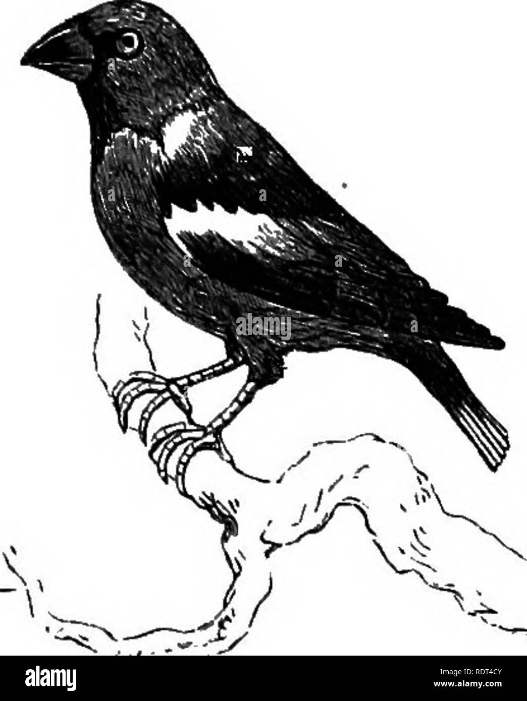 . Mein Garten, seinen Plan und Kultur zusammen mit einer allgemeinen Beschreibung der Geologie, Botanik und Naturgeschichte. Im Garten arbeiten. Die Vögel. 543 Die Hawfinch Coccothraustes {Fringilla, Abb. 1168) besucht uns und wahrscheinlich gelegentlich Rassen. Ein erwachsener Vogel, der durch das Fliegen gegen den Obstgarten - Haus getötet wurde, erschien aus dem Staat sein Gefieder Verschachtelung zu haben. Die Chloris Grünfink {Fringilla, Abb. 1169) besucht uns in Zahlen. Wir haben auch mal die Mountain Finch {Fringilla - montefriiigilla), die Black-headed Bunting {Emberisa schceniculus) und die siskin {Carduelis spinus). Ben Jonson Stockfoto