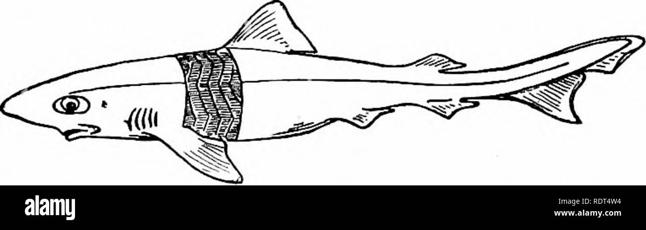 . Ersten Unterricht in der Zoologie. Zoologie. Die BEWEGUNGEN DER TIERE 75 Körper Kurve auf der gleichen Seite und ermöglicht so einen Schlag der Schwanzflosse. Eine ähnliche Muskel auf der gegenüberliegenden Seite produziert einen Strich in die entgegengesetzte Richtung. Diese abwechselnd Anschläge sind die treibende Kraft, die der Fisch Kräfte durch das Wasser. An der Unterseite jedes der anderen Flossen sind ein paar kleine Streifen von Muskel gefunden. Diese geben ihre vielfältig und mehr sanfte Bewegungen, die den Körper in einer bestimmten Position und Beihilfen in der Leitung sein. Abb. 44. - Seitenansicht eines Dornhaie (Shark) mit einem Streifen Haut entfernt Muskeln zu zeigen. (Aft Stockfoto