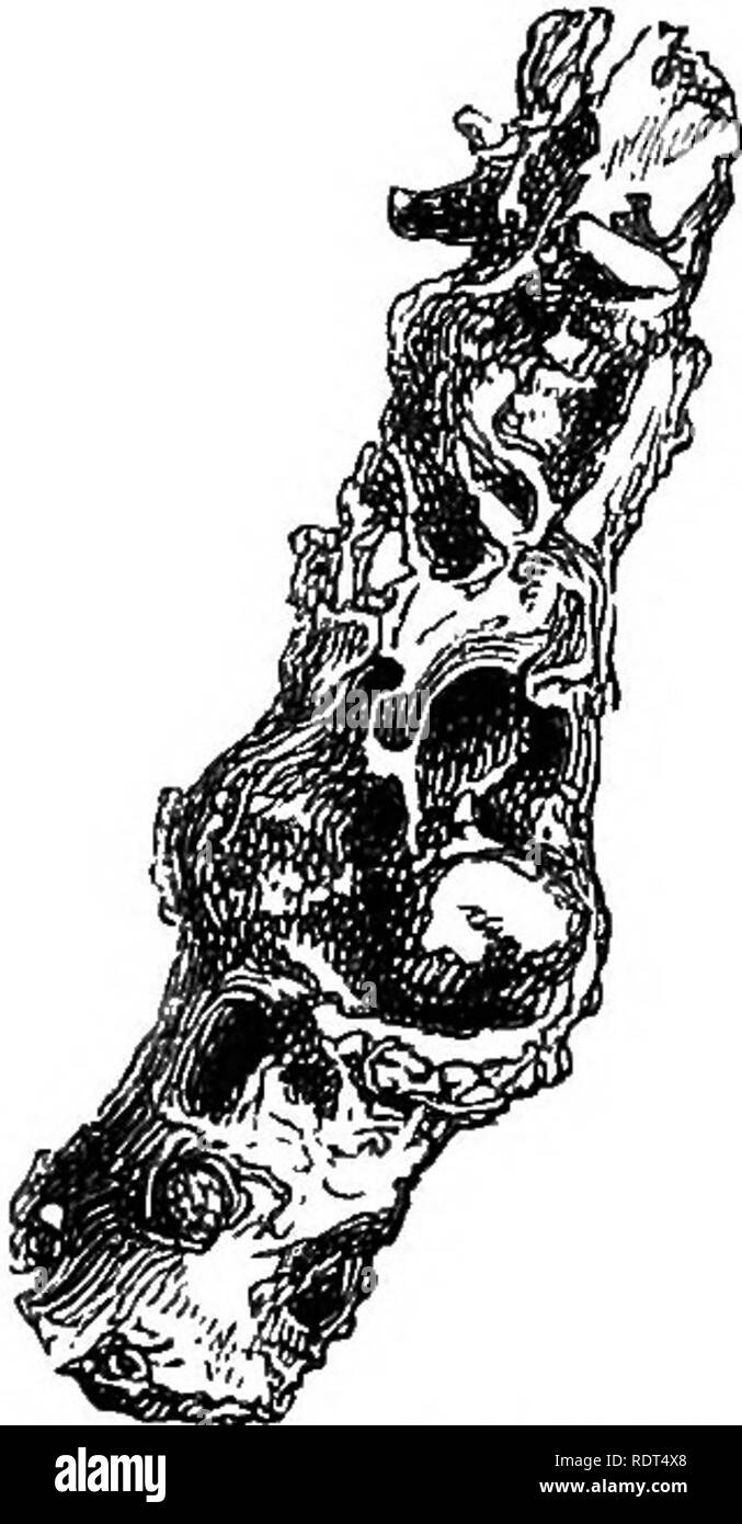 . Mein Garten, seinen Plan und Kultur zusammen mit einer allgemeinen Beschreibung der Geologie, Botanik und Naturgeschichte. Im Garten arbeiten. Abb. 1065.- Caterpillar der Ingwergewächse. Geschöpf, mit einem Paar von Jaws solcher Macht, dass es Essen in die härteste Bäume eindringen können. Sie lebt auf dem woody Faser, und ist besonders auf die Weide. Ich habe gewusst, dass es Kirsch- und Apfelbäume zu zerstören. Seine Anwesenheit kann durch einen unangenehmen Geruch bekannt werden, und durch eine eigenartige Art sägemehl - Suchen Angelegenheit Nässen aus den Stämmen der Bäume. Vor kurzer Zeit habe ich eine meiner Lieblings Apple - Bäume so angegriffen. Ich sofortige Stockfoto