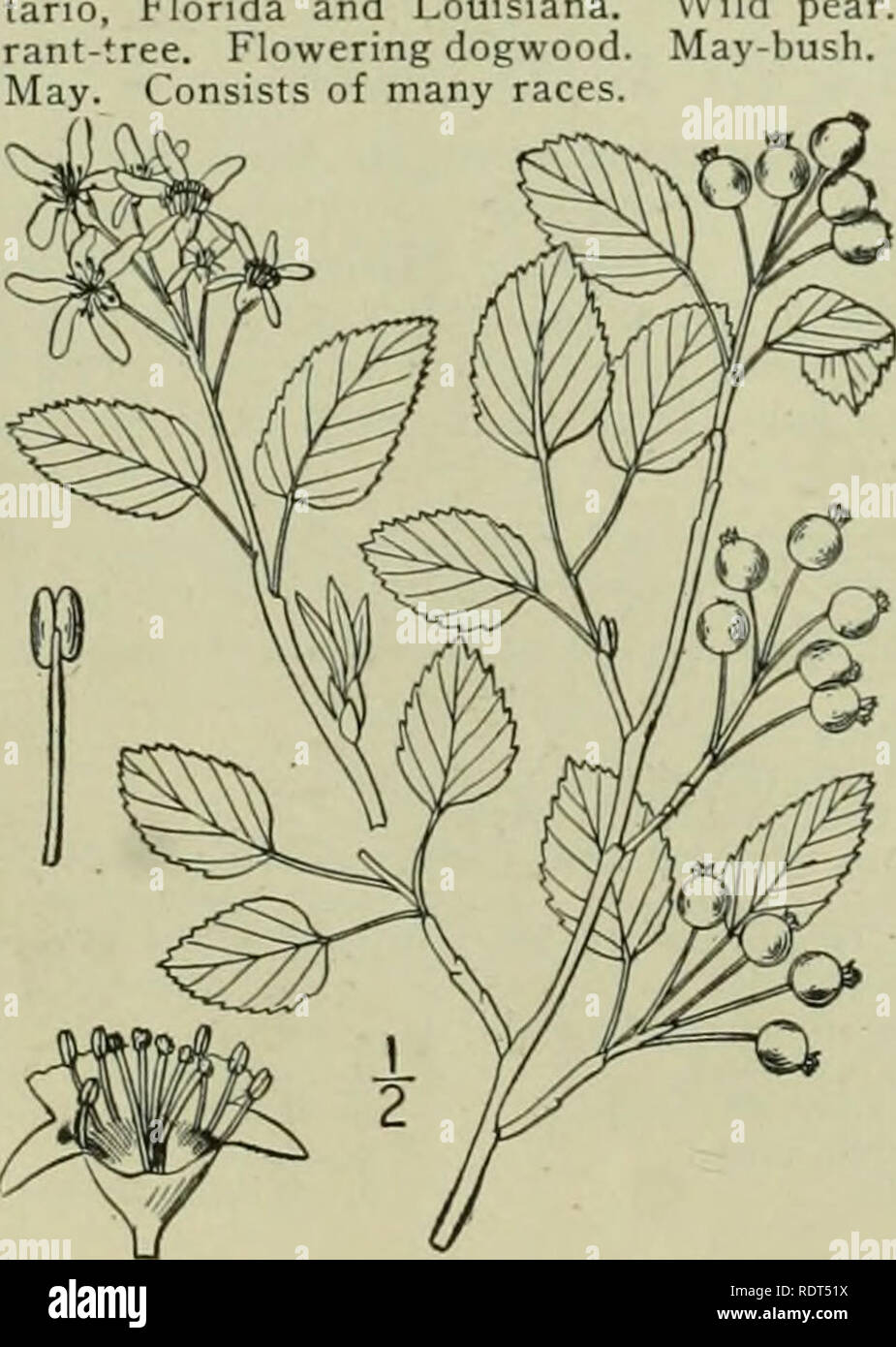 . Eine Illustrierte Flora von der nördlichen USA, Kanada und die britischen Besitzungen: von Neufundland zu den Parallelen der südlichen Grenze von Virginia und vom Atlantik westwärts nach dem 102 Meridian. Botanik. Juni - berry. Service - berry. Abb. 2329. Mesfiliis canadensis L. Sp. PI. 478. 1753. Mai - oder tcndincr Norden nach Neufundland, mit 2. Amelanchier intermedia Spach. Shad - Bush. Sumpf Zucker - Birne. Abb. 2330. J. intermedia Spach, Hist. Veg. 2: 85. 1834. Amelanchier canadensis var. oblongifolia T.&amp; G. Fl. N. A. I: 473 - 1840. Ein Strauch oder kleiner Baum, manchmal 30° hoch, Th Stockfoto