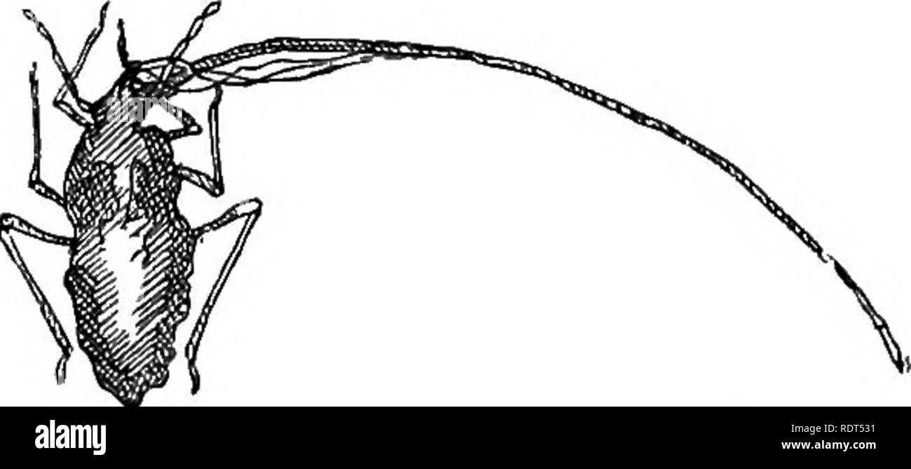 . Mein Garten, seinen Plan und Kultur zusammen mit einer allgemeinen Beschreibung der Geologie, Botanik und Naturgeschichte. Im Garten arbeiten. HEMIPTERA. 47 Seite des Blattes; aber die Melonen und Gurken im Glas Strukturen sind ziemlich ständig durch diesen Schädling besucht. Manchmal die Blätter unserer Kohl Pflanzen sind befallen, aber noch nie in meinem Garten in einem Ausmaß wie ich sie woanders gesehen haben. Ich habe bemerkt, Zuckerrüben-root und Mangold weitgehend zerstört, aber nicht an meinem Garten. Gräser haben eine pecuUar aphis. Rose - Bäume sind häufig durch aphides, der Angriff auf die jungen Triebe verletzt. In einigen Gärten Geißblatt Stockfoto