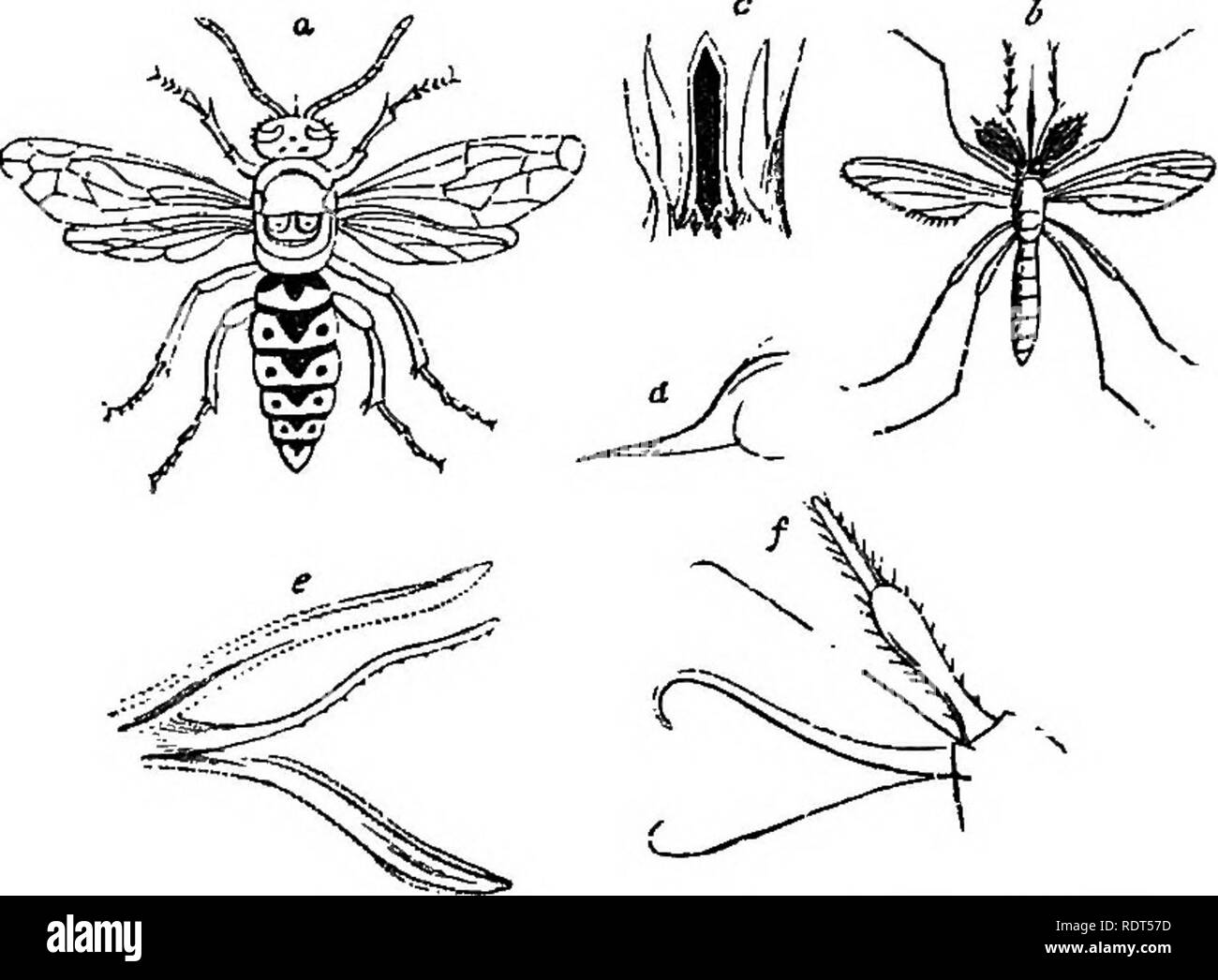 . Mein Garten, seinen Plan und Kultur zusammen mit einer allgemeinen Beschreibung der Geologie, Botanik und Naturgeschichte. Im Garten arbeiten. 46 o MV GARTEN.. Abb. 10 T 9.-n, gemeinsame Wasp; a, e^f, Stich von dito, b. Gnat; r, Mund von dito. Die gemeinsame Wasp {Vespa vulgaris, Abb. 1019 a) ständig sein Nest in unser Garten hat. Im Jahr 1869 einige epidemischen Krankheit erschien sie anzugreifen, die stark reduziert Ihre Zahlen. Wespen sind auf das Ganze sehr zerstörerisch in Gärten, da Sie die Dünnhäutigen Äpfel essen, die feineren Birnen, und die Mauer Obst, zusammen mit den Pflaumen und Trauben. Sie sind neben ärgerlich Ein Stockfoto