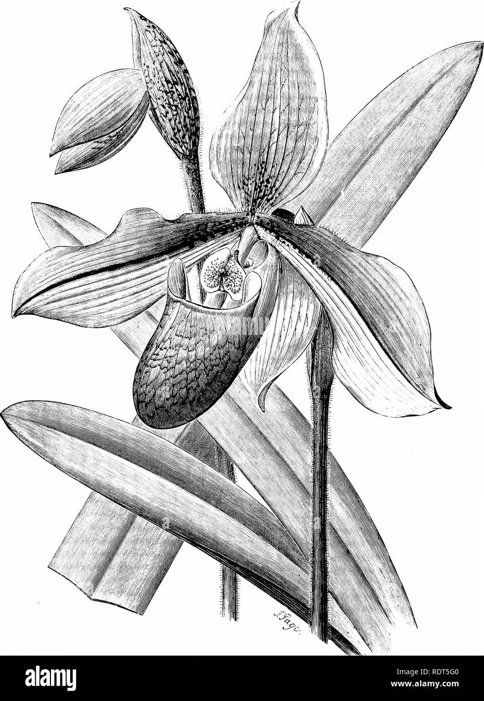 . Die Orchidee - Handbuch des Erzeugers, mit Beschreibungen der besten Arten und Sorten von knabenkrautgewächse in Anbau... Orchideen. • ". CYPRIFEDIUM MEASURESIANUM.. Bitte beachten Sie, dass diese Bilder sind von der gescannten Seite Bilder, die digital für die Lesbarkeit verbessert haben mögen - Färbung und Aussehen dieser Abbildungen können nicht perfekt dem Original ähneln. extrahiert. Williams, Benjamin Samuel, 1822-1890; Williams, Henry. London, Victoria und Paradies Baumschulen Stockfoto