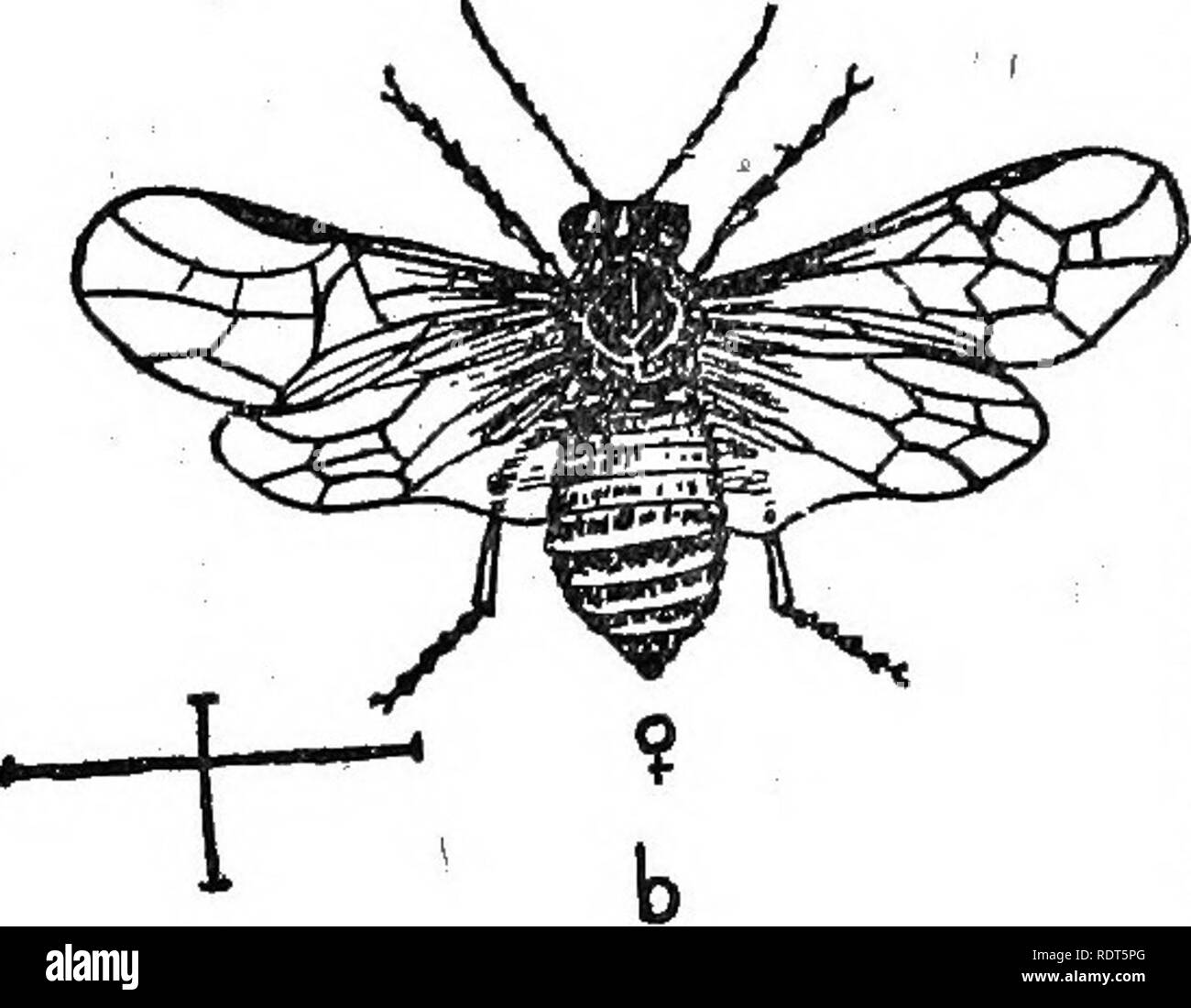 . Amateur Obst wächst. Ein praktischer Führer für den Anbau von Obst für die Verwendung zu Hause und den Markt. Mit besonderem Bezug auf den kälteren Klimata geschrieben. Obst - Kultur. Korinthen und QOOSEEERBIES. S 3 dieses frait sollten ganz bestimmte, nicht zu den Büschen Vernachlässigung nach dem Erntegut erfaßt ist, denn es ist sehr wichtig für die Ernte für das nächste Jahr, dass sie ein gutes Wachstum von Holz machen sollte, und sie zu diesem Zeitpunkt vernachlässigen häufig ermöglicht eine Ernte von Würmern zu Reifen mehr umfangreiche Verletzungen im folgenden Jahr zu verursachen. Die fliegen scheinen das Laub einheimischer Sorten von Goose-ber-ries, wie die Houghto zu bevorzugen Stockfoto