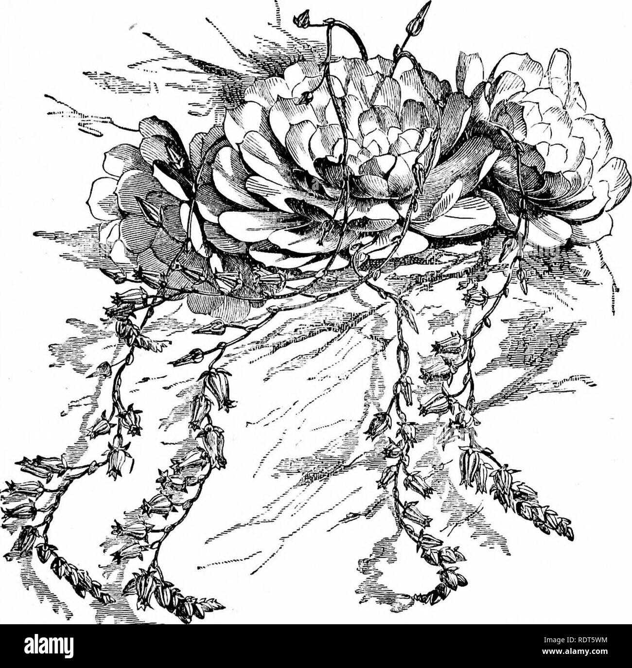. Die neue praktische Fenster Gärtner; werden praktische Hinweise für den Anbau von Blumen und Grünpflanzen in Fenstern und verglasten Fälle, und die Anordnung der Pflanzen und Blumen für die Verschönerung des Haushalts. Fenster - Gartenarbeit. Knolligen Wurzeln und Pflanzen. 83. GLATTCA EOHETEEIA SECUNDA. Echeveria. - Dies ist eine ausgezeichnete Klasse von Pflanzen für iraklions. E. pumila, E. Hastata, E. secunda, E. secunda Hastata und E. secunda, Metallica, Die sind die Besten für unsere Zwecke. Armeria oder Sparsamkeit, die bekannten Meer daisy; sehr schöne rock Werk; Blumen rot und weiß, doppelt.. Bitte beachten Sie, dass Th Stockfoto