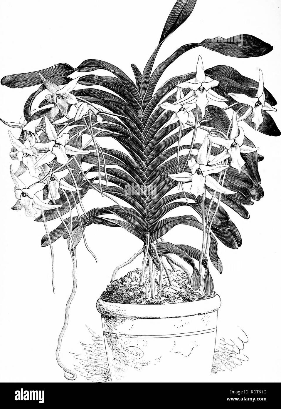 . Die Orchidee - Handbuch des Erzeugers, mit Beschreibungen der besten Arten und Sorten von knabenkrautgewächse in Anbau... Orchideen. .^n. ANGRAECUM SESQUIPEDALE. (Fvom (liinlrm-Rs ('i, i; ni irJr.). Bitte beachten Sie, dass diese Bilder sind von der gescannten Seite Bilder, die digital für die Lesbarkeit verbessert haben mögen - Färbung und Aussehen dieser Abbildungen können nicht perfekt dem Original ähneln. extrahiert. Williams, Benjamin Samuel, 1822-1890; Williams, Henry. London, Victoria und Paradies Baumschulen Stockfoto