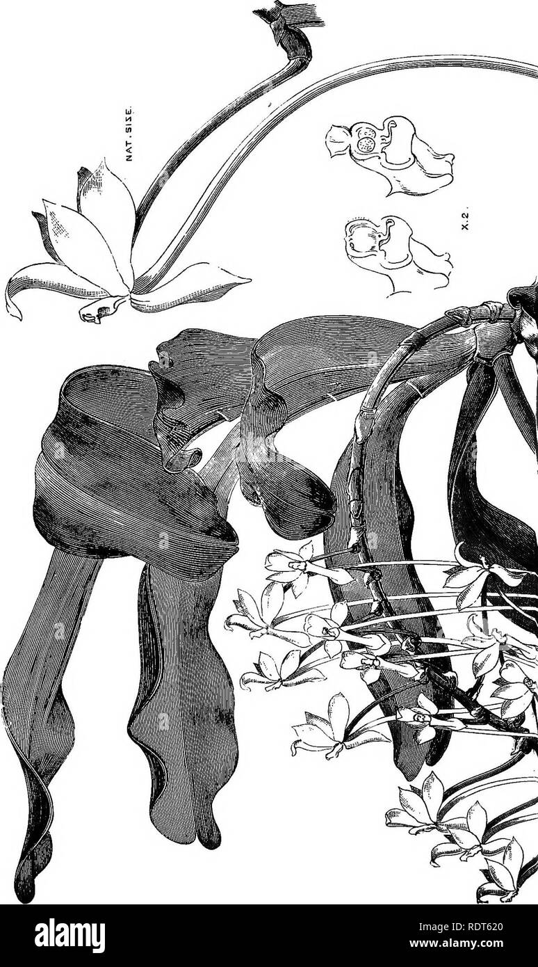. Die Orchidee - Handbuch des Erzeugers, mit Beschreibungen der besten Arten und Sorten von knabenkrautgewächse in Anbau... Orchideen. . Bitte beachten Sie, dass diese Bilder sind von der gescannten Seite Bilder, die digital für die Lesbarkeit verbessert haben mögen - Färbung und Aussehen dieser Abbildungen können nicht perfekt dem Original ähneln. extrahiert. Williams, Benjamin Samuel, 1822-1890; Williams, Henry. London, Victoria und Paradies Baumschulen Stockfoto