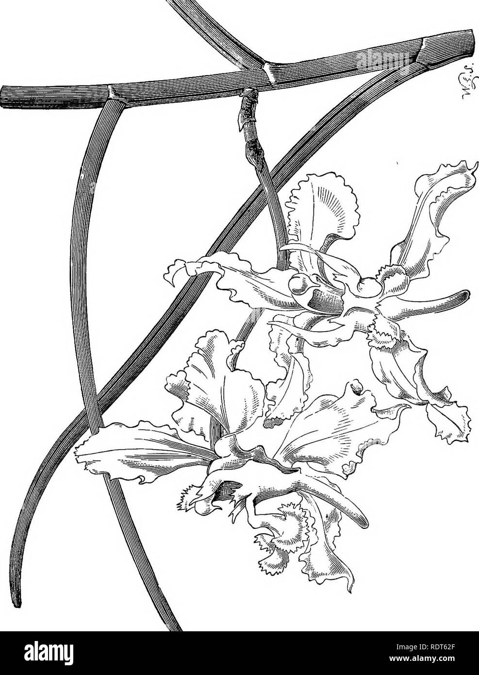 . Die Orchidee - Handbuch des Erzeugers, mit Beschreibungen der besten Arten und Sorten von knabenkrautgewächse in Anbau... Orchideen. = 3? Â Â" m "LU&lt; * Q til f:: S in &lt; d Fe. Bitte beachten Sie, dass diese Bilder sind von der gescannten Seite Bilder, die digital für die Lesbarkeit verbessert haben mögen - Färbung und Aussehen dieser Abbildungen können nicht perfekt dem Original ähneln. extrahiert. Williams, Benjamin Samuel, 1822-1890; Williams, Henry. London, Victoria und Paradies Baumschulen Stockfoto