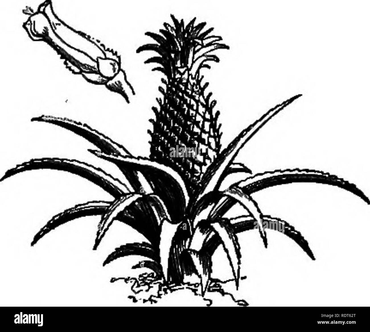 . Mein Garten, seinen Plan und Kultur zusammen mit einer allgemeinen Beschreibung der Geologie, Botanik und Naturgeschichte. Im Garten arbeiten. 2 oS MEINE. Garten.. gewachsen, und für den Winter die Schwarze Jamaika wird empfohlen. Die beste Erde für Sie ist eine Mischung aus Top spit Lehm, Torf, und Pferd - Kot, mit ein wenig Sand. Die Pflanze sollte immer in der Nähe der Scheibe angebaut werden. Die Blüte der Kiefer ist Interesse - ing, wie sie Blumen auf Jedes kleine Fach, beginnend von unten und bis Abb. 394,- Pine-apple in Blume. Es rCachcS die Krone (Abb. 394) - In der heutigen Zeit gibt es einen großen Mangel an Stockfoto
