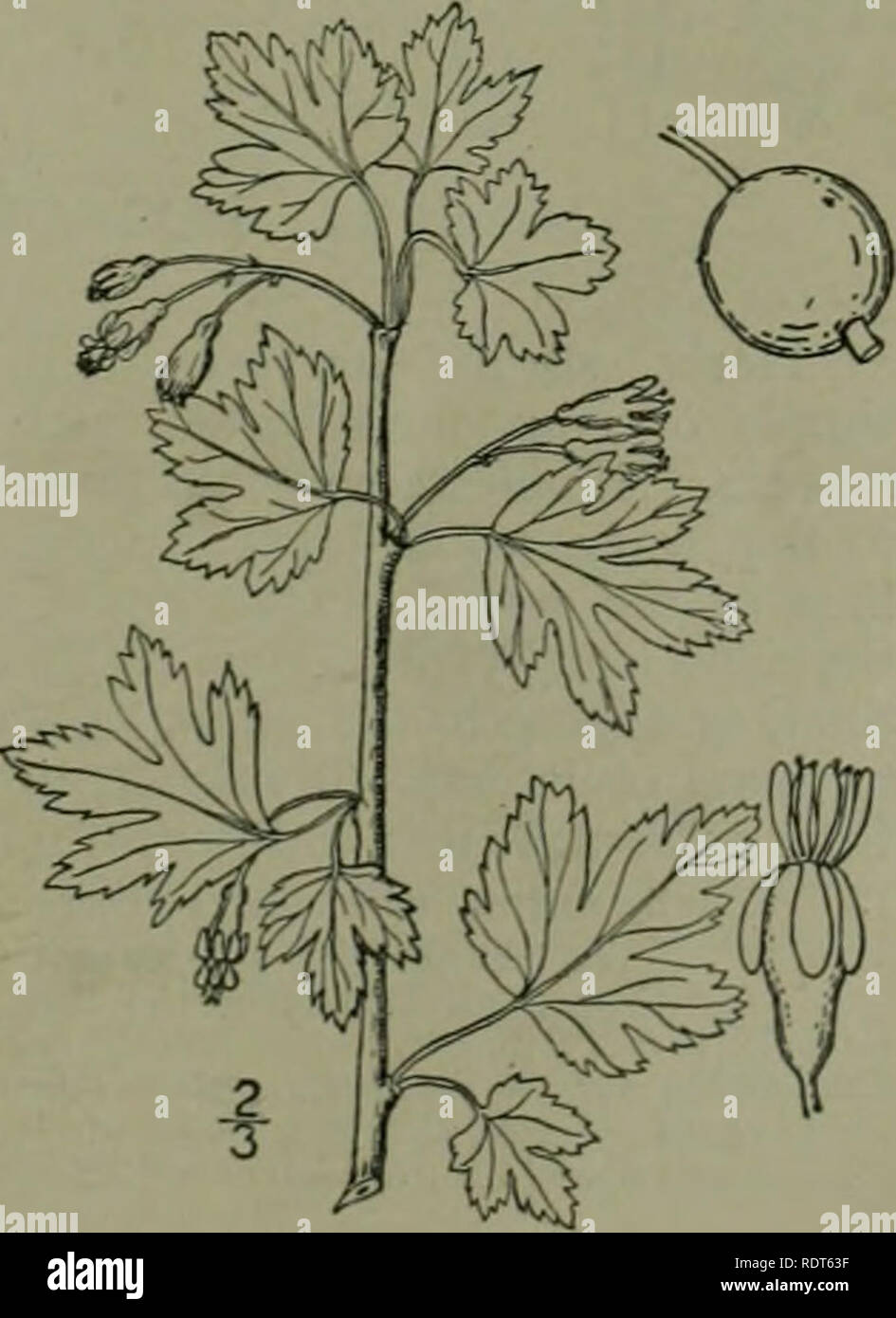 . Eine Illustrierte Flora von der nördlichen USA, Kanada und die britischen Besitzungen: von Neufundland zu den Parallelen der südlichen Grenze von Virginia und vom Atlantik westwärts nach dem 102 Meridian. Botanik. 6. Grossularia rotundifolia (Michx.) reg. &Amp; Britt. Östlichen Wild Goose-Berry. Abb. 2210. Ribes rolundifonum Michx. Fl. Bor. Bin. Ich: Nein. 1803. Grossularia rotundifolia Reg. &Amp; Britt. N. A. Fl. 22:22 ^. 1908. Knotenanzeigen Stacheln meist in kurzen, oder oft Insgesamt wollen, und die Stacheln wenige oder keine. Blätter! 5 roadly suborbicular, keilförmige an der Basis zu subcordate, pube Stockfoto