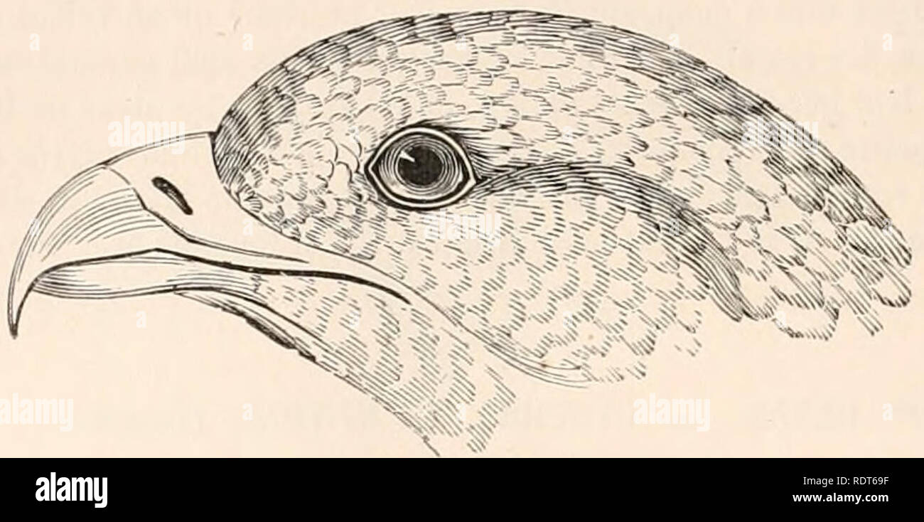 . EncyclopÃ©sterben d'Histoire Naturelle, OE, TraitÃ© complet de cette Wissenschaft d'Après-ski les Travaux des naturalistes les plus Ã © minents de tous les pays et de toutes les Ã©poques: Buffon, Daubenton, LacÃ © pÃ¨de, G.Cuvier, F. Cuvier, Geoffroy Saint-Hilaire, Latreille, De Jussieu, Brongniart, etc. etc., Natural History. 90 Histoire Naturelle. 5me Genre. Â BONDRÃE. PEHNIS. (Cuvier.) rhpvr,; ou Es £ pviÃ §, nom donnÃ© par les Grecs à un Oiseau de proie demeurÃ © INCONNU. CARACTERES GENERIQUES. Bec un peu allongÃ©, recourbÃ © DEPUIS la Base jusqu'à la Pointe, qui est crochue, à Bord rn Droit, Tris-com Stockfoto