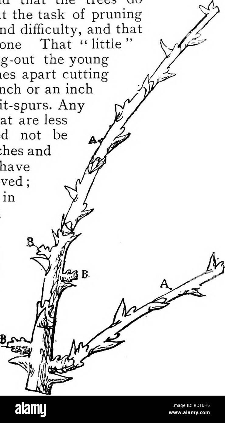 . Gartenarbeit für alle. Ein Handbuch für den Anbau von Gemüse und Obst, und die Prävention &Amp; Vernichtung von Insekten in den Garten, ... Gemüseanbau, Obst - Kultur; Garten Schädlinge. Gartenarbeit für Alle. 99 Es wird jetzt gefunden werden, dass die Bäume nicht so gewaltig, dass die Aufgabe der Beschneidung in Abmessungen und Schwierigkeitsgrad reduziert ist und dass wenig mehr zu tun bleibt, dass die "Kleinen" werden besteht einfach oi Ausdünnung der jungen Triebe auf vier oder fünf Zentimetern die Triebe Abschneiden bei einer halben Zoll oder ein Zoll von ihrer Basis zu bilden Frucht - Sporen. Alle verbleibenden jungen Triebe, die Stockfoto