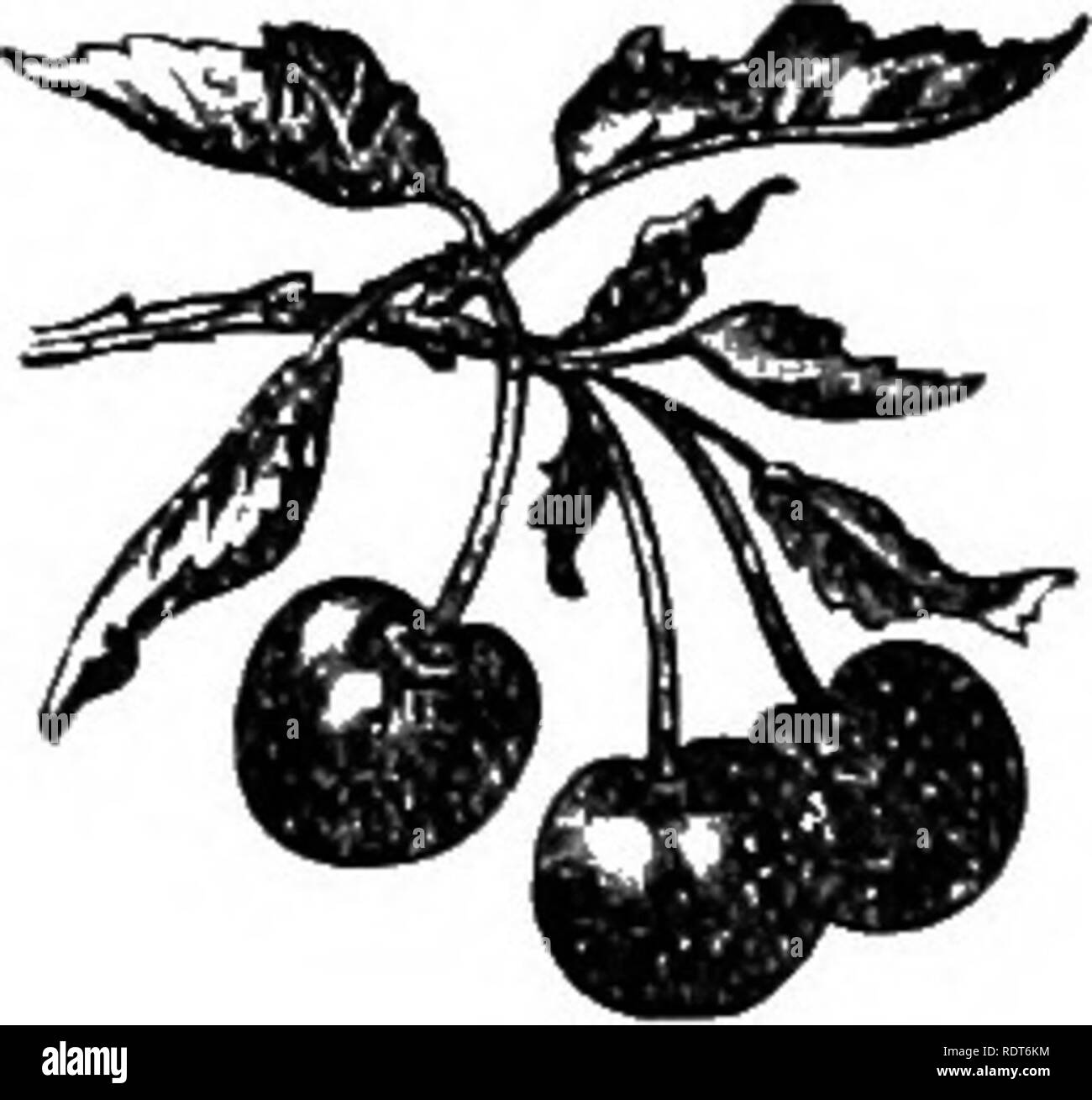 . Gartenarbeit für alle. Ein Handbuch für den Anbau von Gemüse und Obst, und die Prävention &Amp; Vernichtung von Insekten in den Garten, ... Gemüseanbau, Obst - Kultur; Garten Schädlinge. 14 Gartenarbeit für Alle. Torfige Böden sollte großzügig mit Kalk gekleidet, ihre Säure zu korrigieren; und Dressings mit Marl und gebranntem Ton ihre Dichte erhöhen und Ihre remanenten Kapazität in Bezug auf ihre Kapazität Dünger zu erhalten zu verbessern. Wenn die Erde ist nicht geeignet für unsere Pflanzen müssen wir über eignet, und nicht mit gefalteten Händen Beschweren der unser hartes Los und Nachteile sitzen; aber erhalten Stockfoto