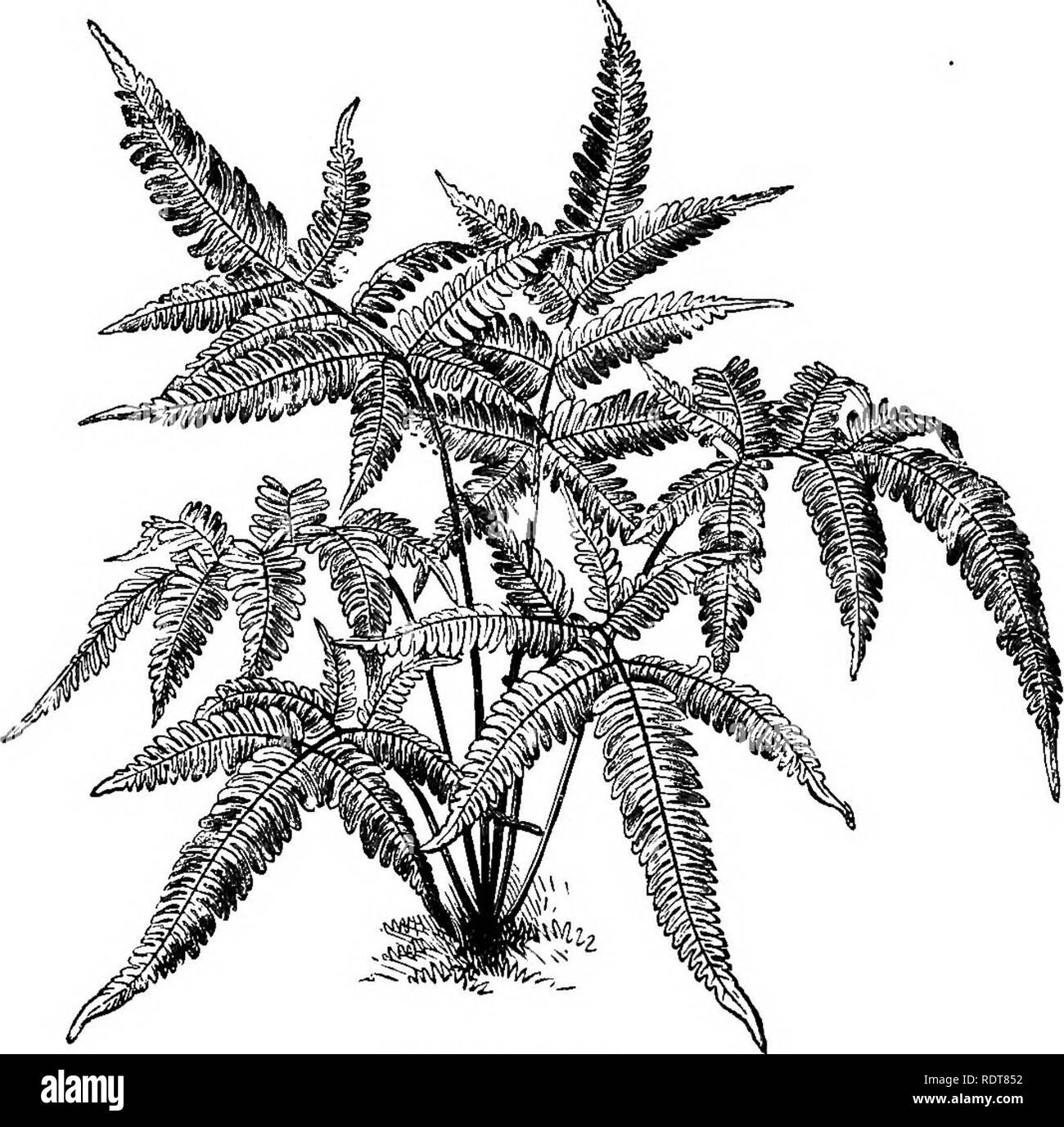 . Farne und Farn Kultur: Ihre nativen Lebensräume, die Organisation, die Gewohnheiten des Wachstums, der Kompost für die verschiedenen Gattungen; Anbau in Töpfe, Körbe, iraklions, Wände, Herd, Gewächshaus, Wohnhaus, und Outdoor ferneries; potting, Bewässerung, Vermehrung, etc. Auswahl von Farnen geeignet für Herd, warm, kühl und kalt und Gewächshäusern für Körbe, Wände, Ausstellung, wardian Fälle, Wohnungen Häuser und Outdoor ferneries. Schädlinge und ihre Bekämpfung, &Amp; c. Farne. 88 Farne und Farn Kultur. Eine zweite 50 Wahl Herd Farne fob-Töpfe. Adiantum Collisii Aneitense, A., A. concinmim Latum, A. curv Stockfoto