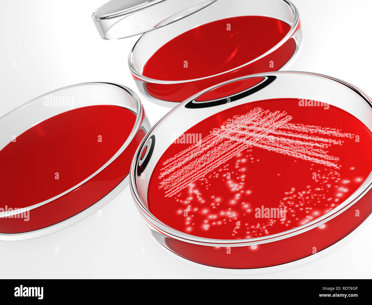 Petrischale mit Bakterien auf weißem Hintergrund Stockfoto